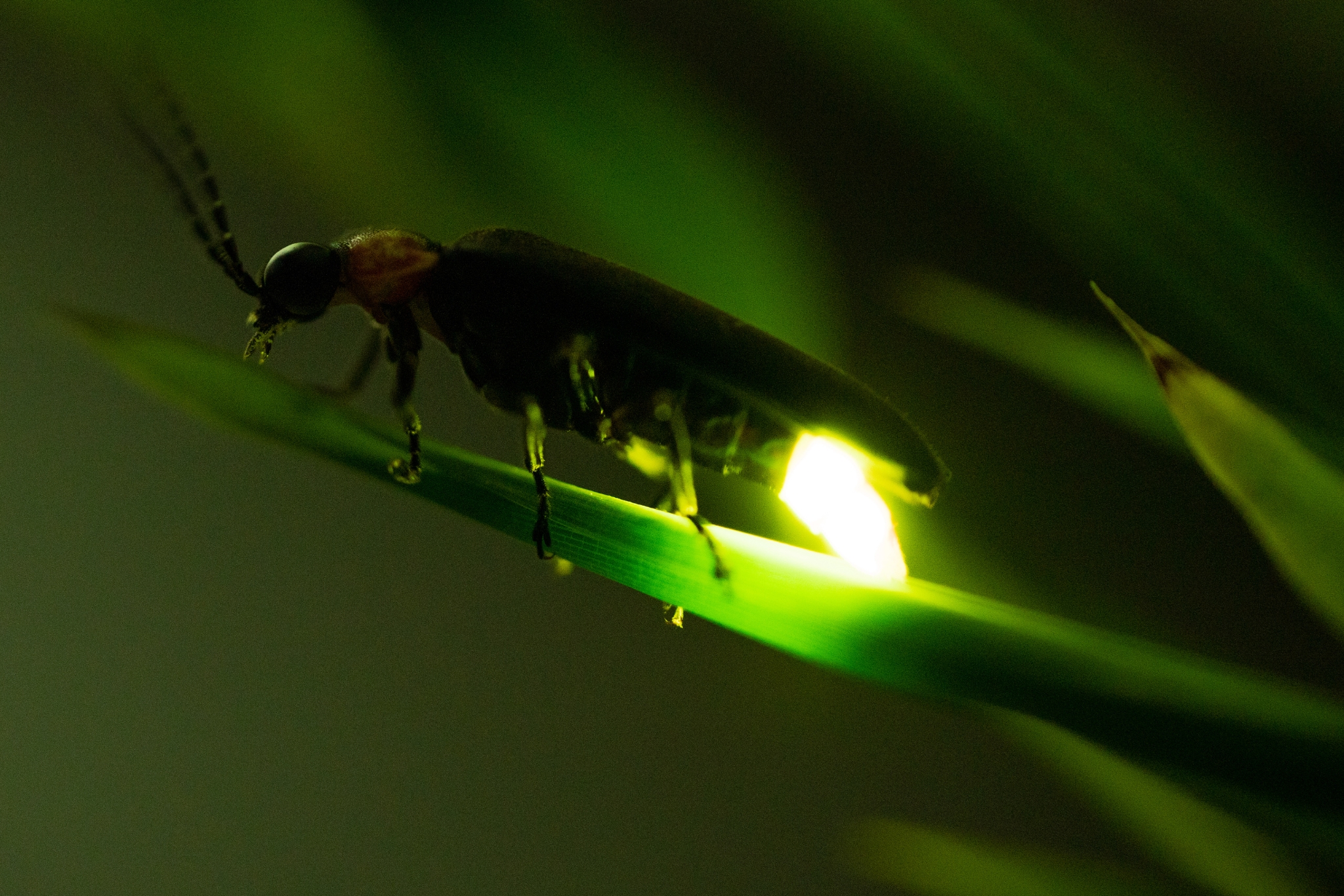 Spring insects on wildflowers