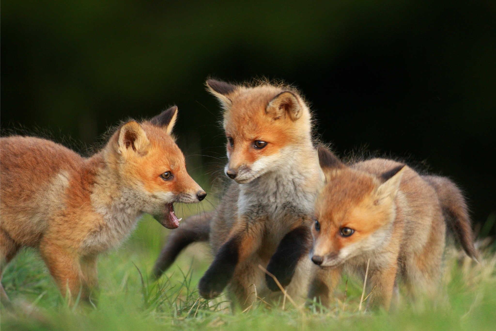 Spring wildlife in natural habitat