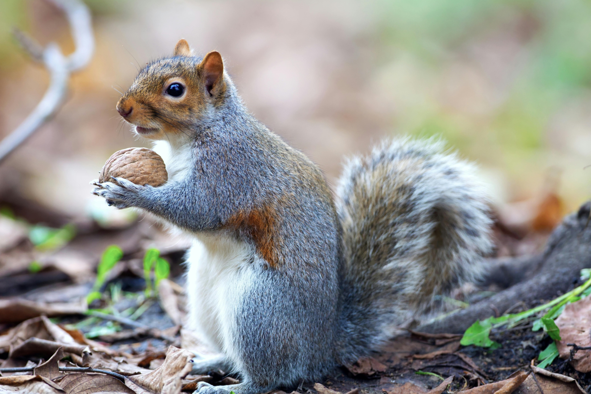 Squirrel in spring foraging