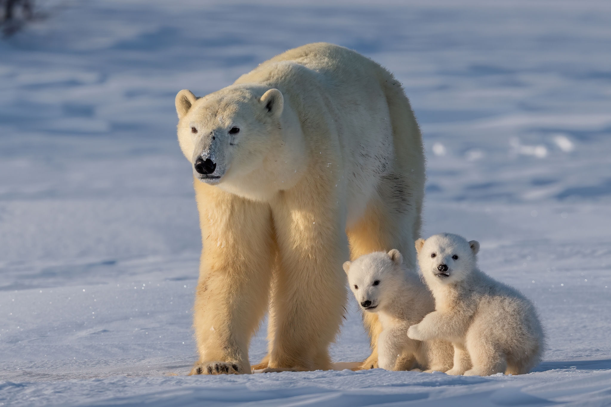 Polar bear cubs — born tiny, about the size of a guinea pig