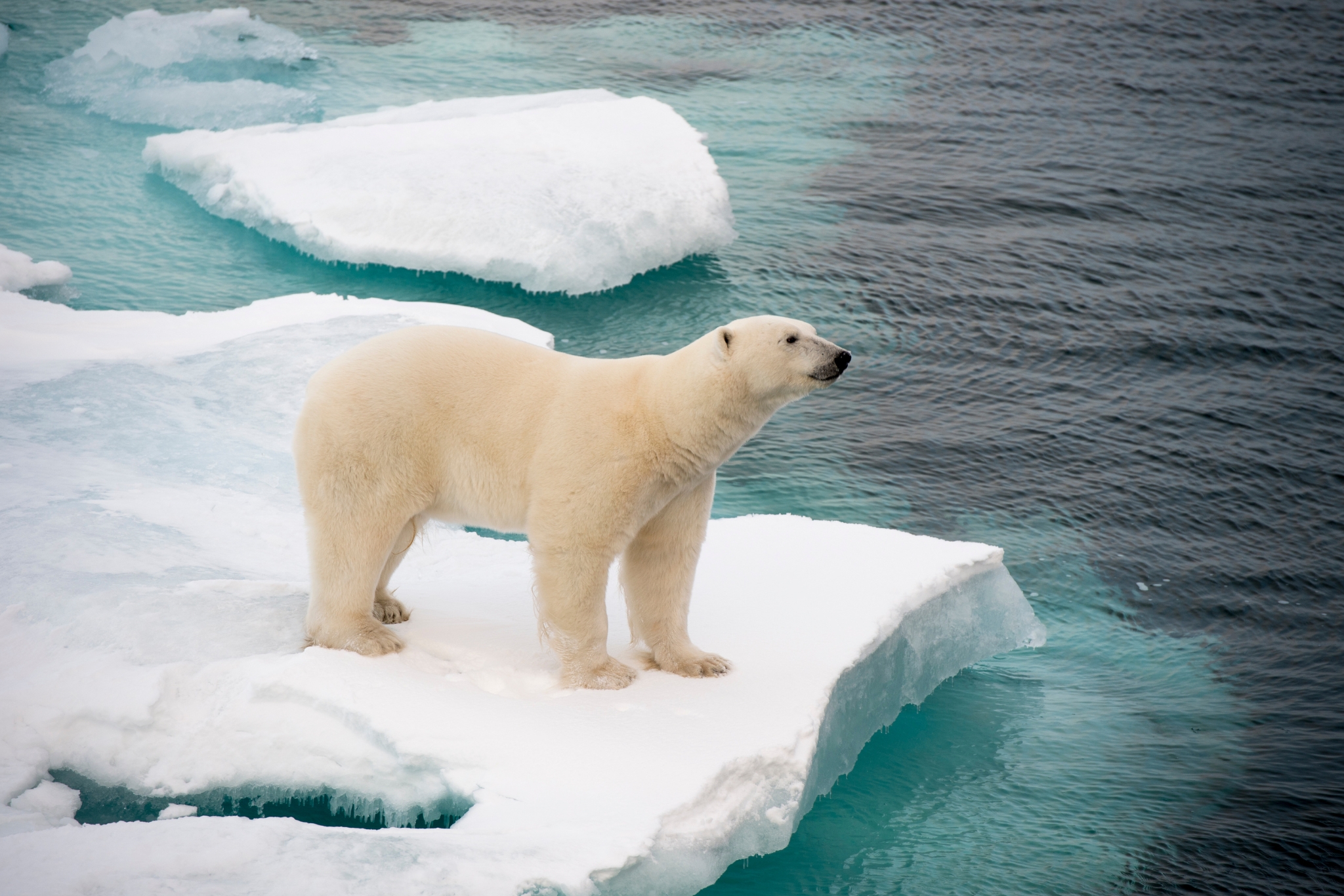 Polar bear resting — illustrating their unique hibernation behaviour