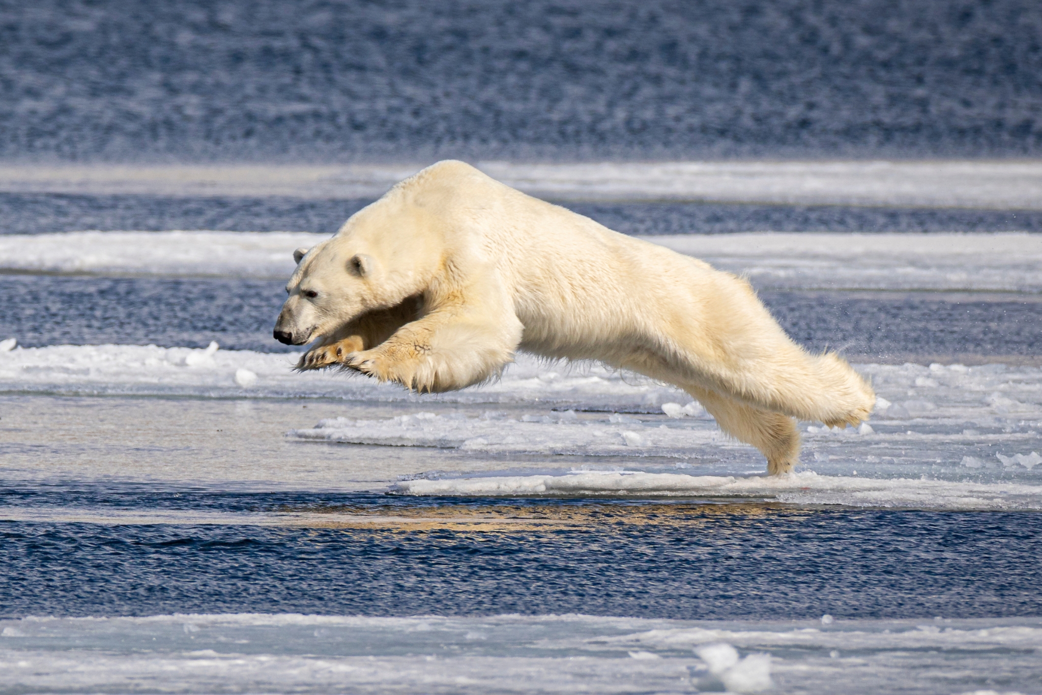 Polar bear in motion — capable of 25mph sprints across Arctic terrain
