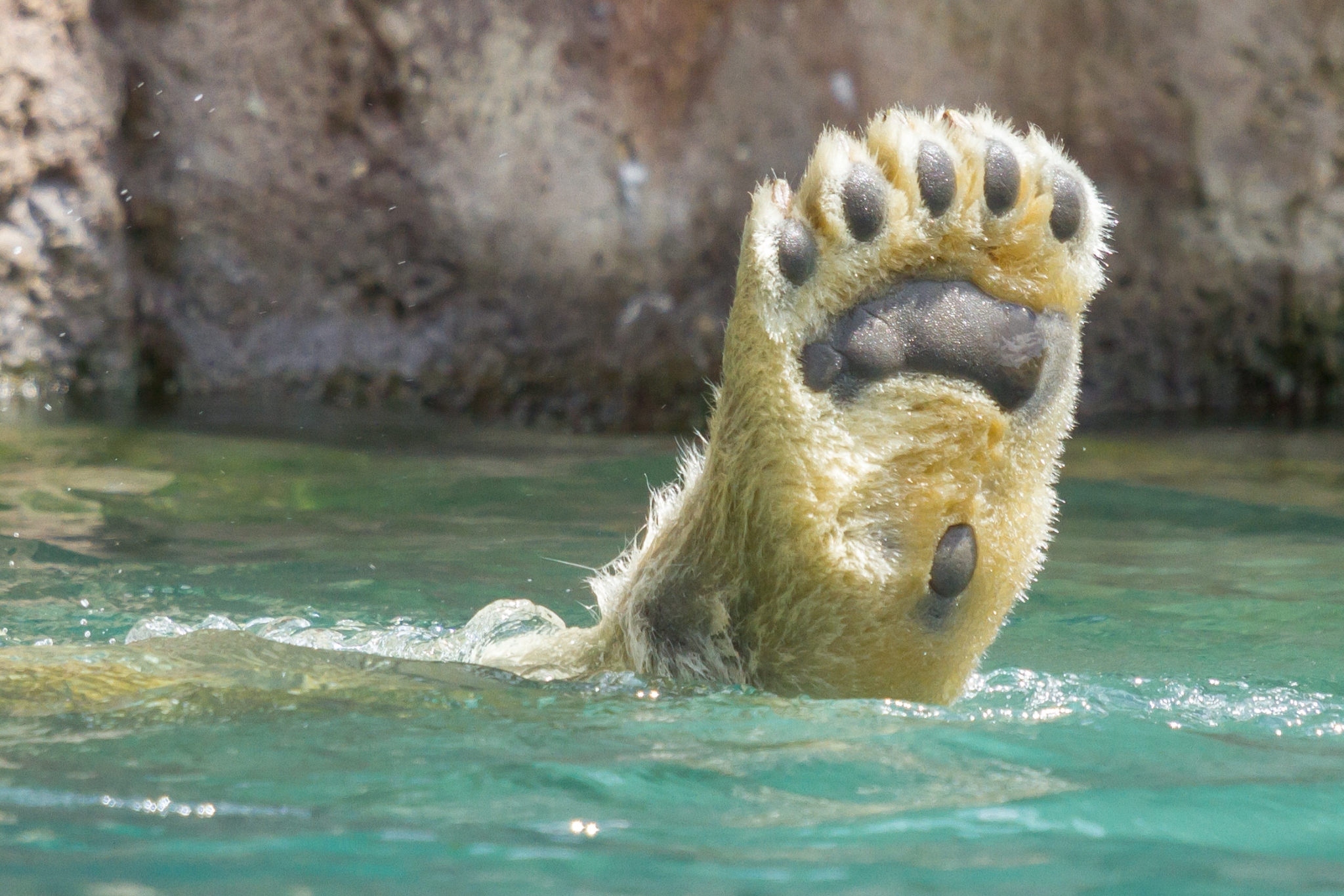 Polar bear paws — wide, partially webbed, covered in grip-providing papillae