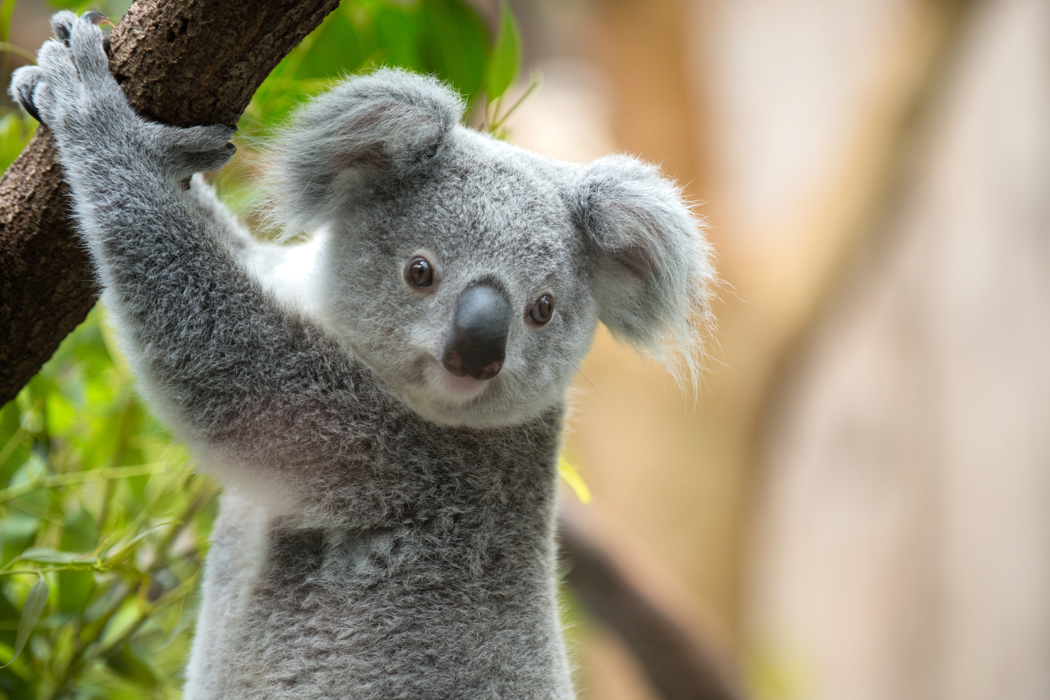 Koala Phascolarctos cinereus resting in a eucalyptus tree in Australia