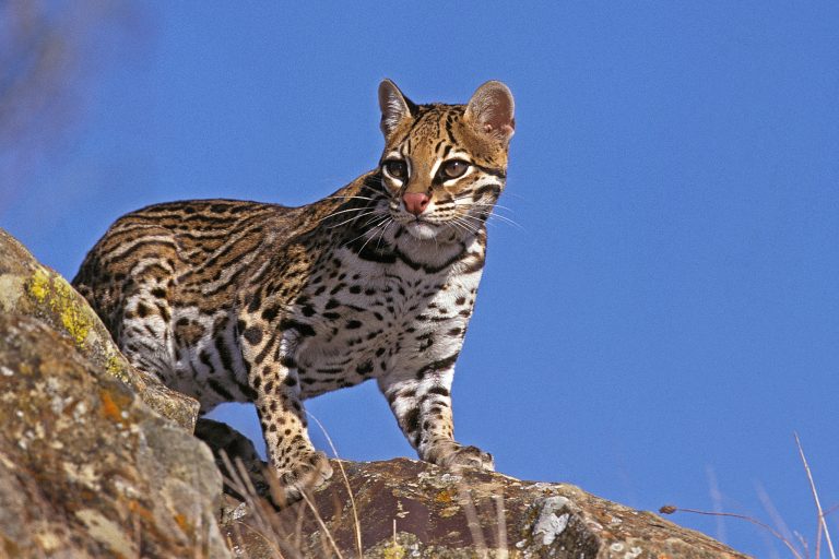 6 Reasons the Ocelot Is Disappearing — And 8 Ways You Can Help Stop It