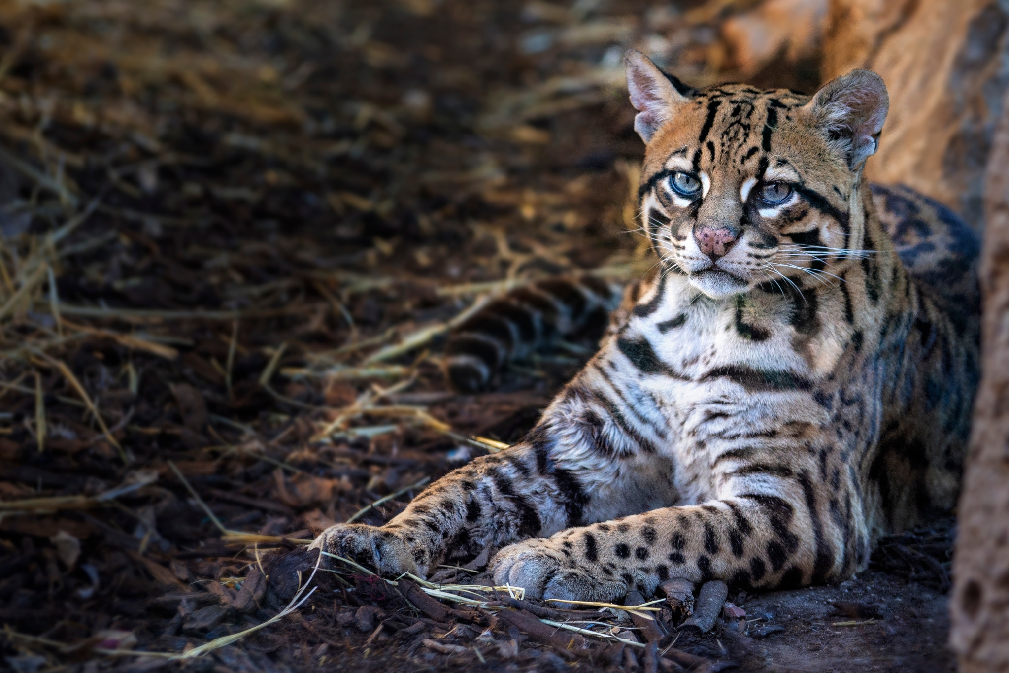 Ocelot Leopardus pardalis resting in dense jungle vegetation