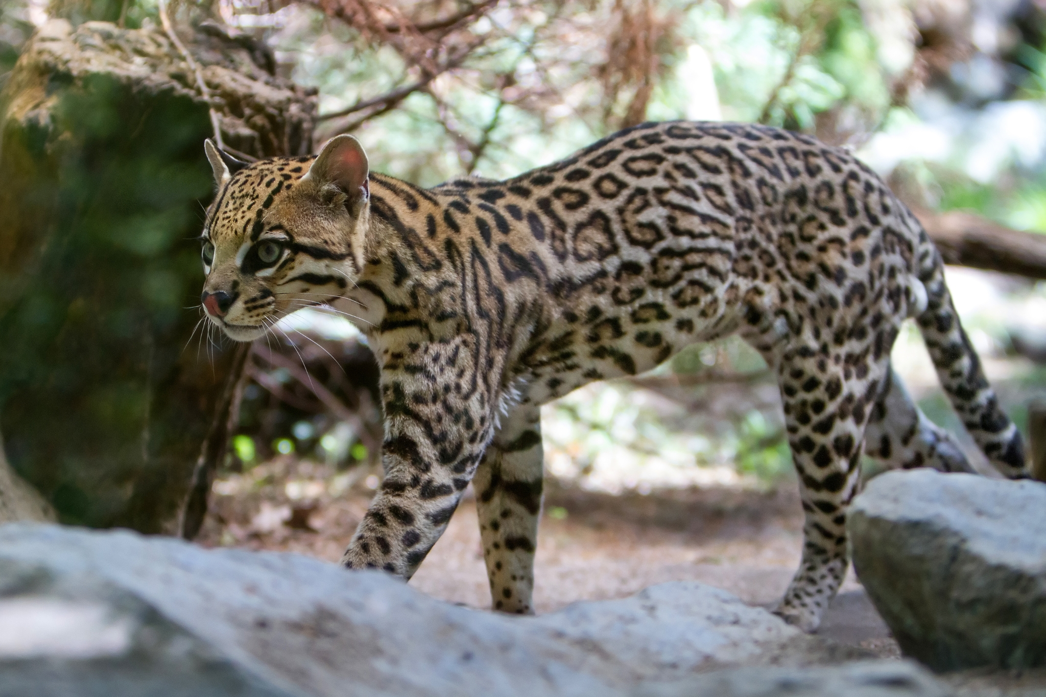 South Texas ocelot habitat corridor landscape