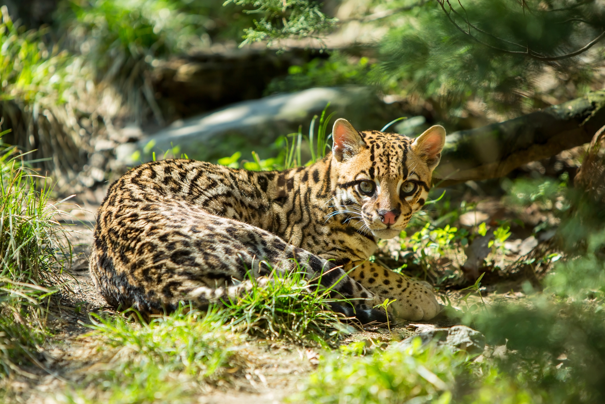South Texas thornscrub habitat worth protecting for ocelots