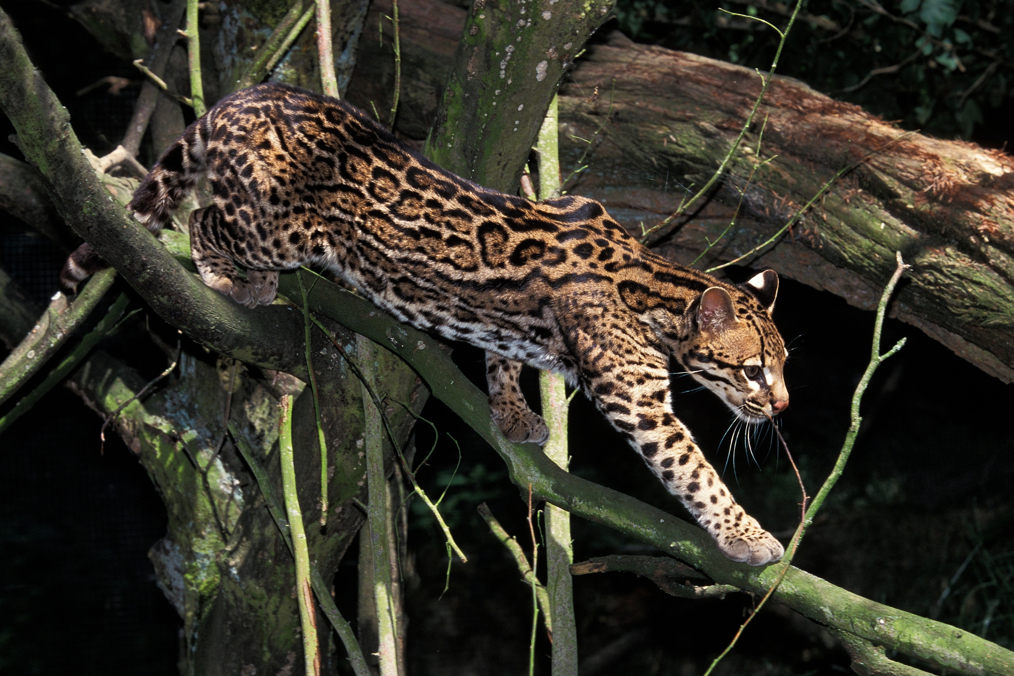 Ocelot in dense tropical rainforest habitat