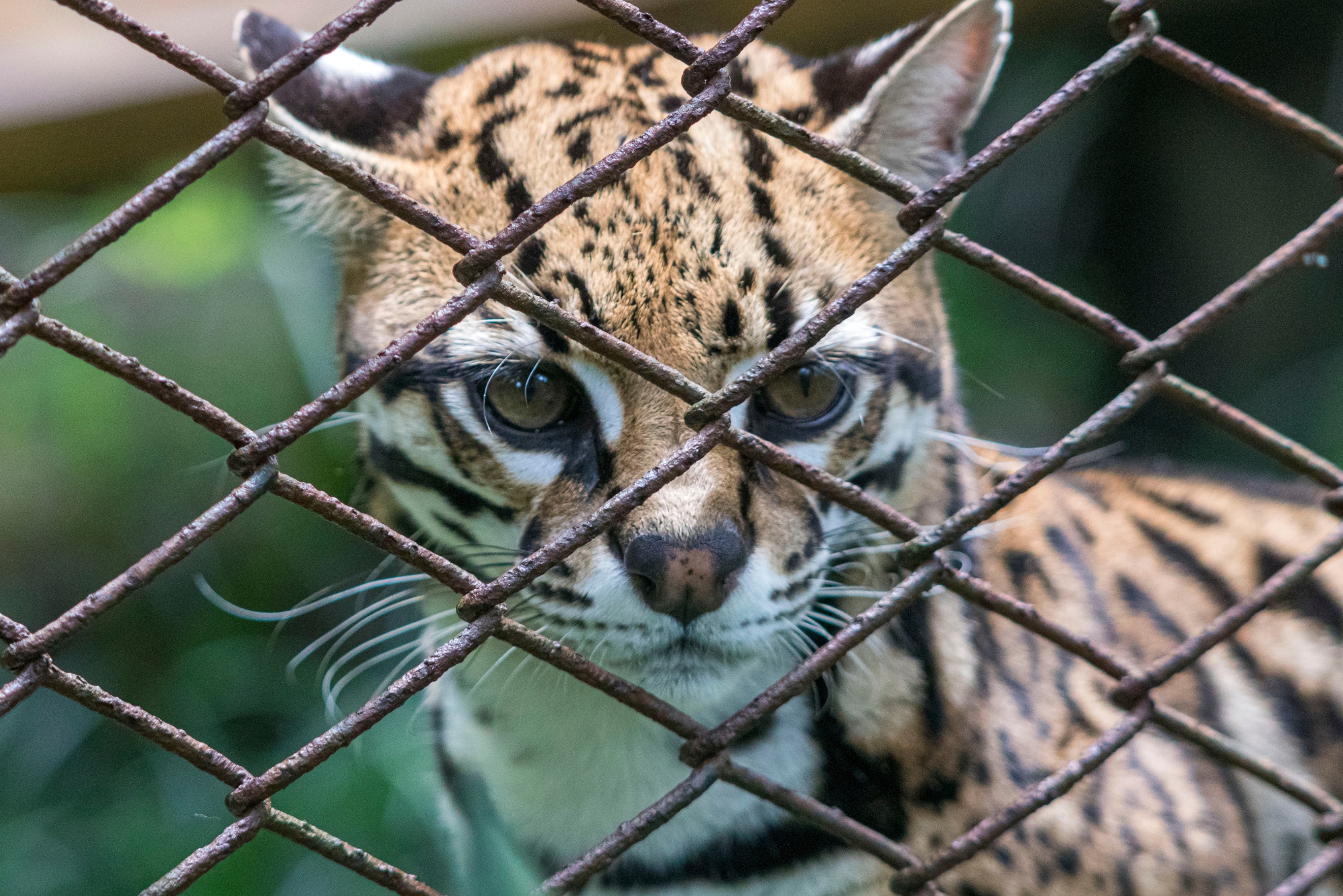 Ocelot Leopardus pardalis - targeted by the illegal pet trade