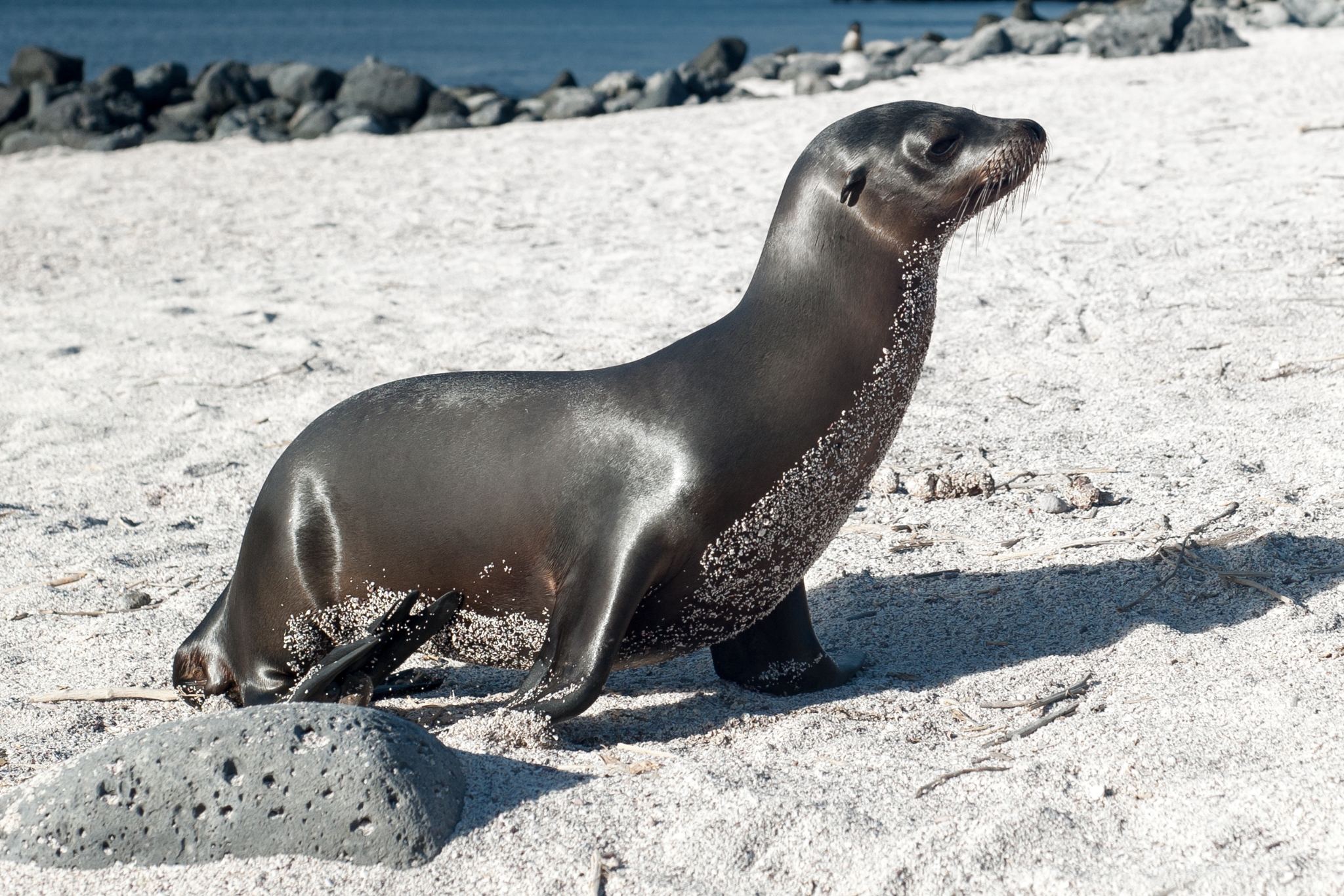 Sea lion Zalophus californianus on coastal rocks
