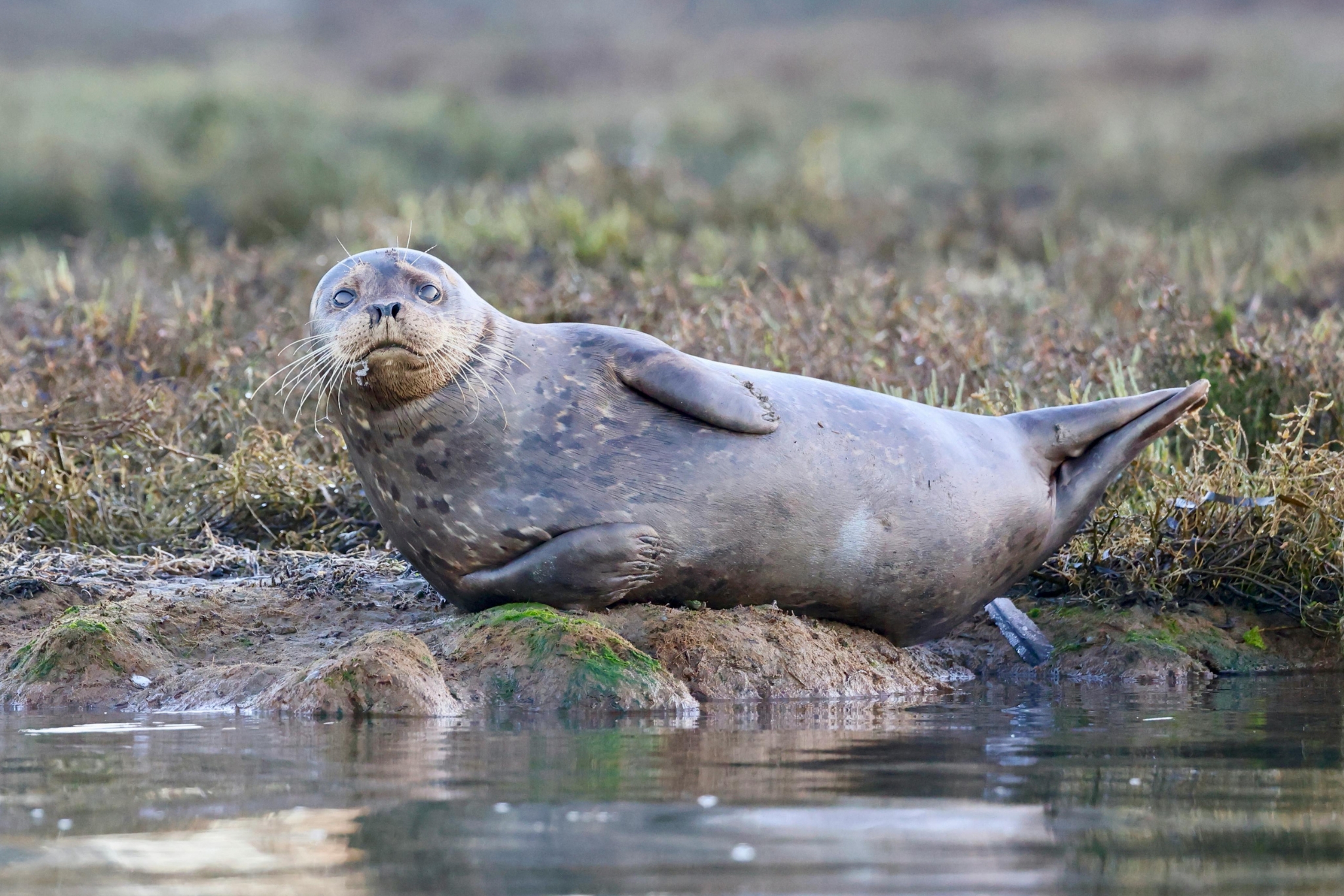 Harbor seal Phoca vitulina resting on rocks
