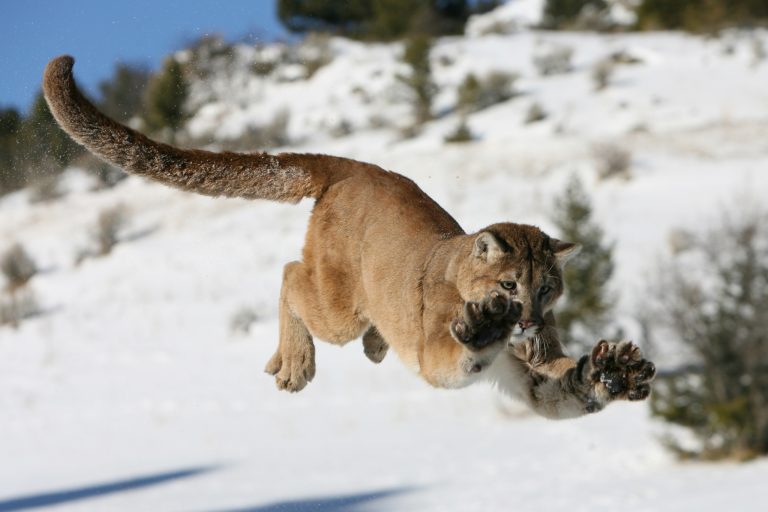 Do Mountain Lions Attack Humans? How to Share the Trail With America's Most Elusive Predator