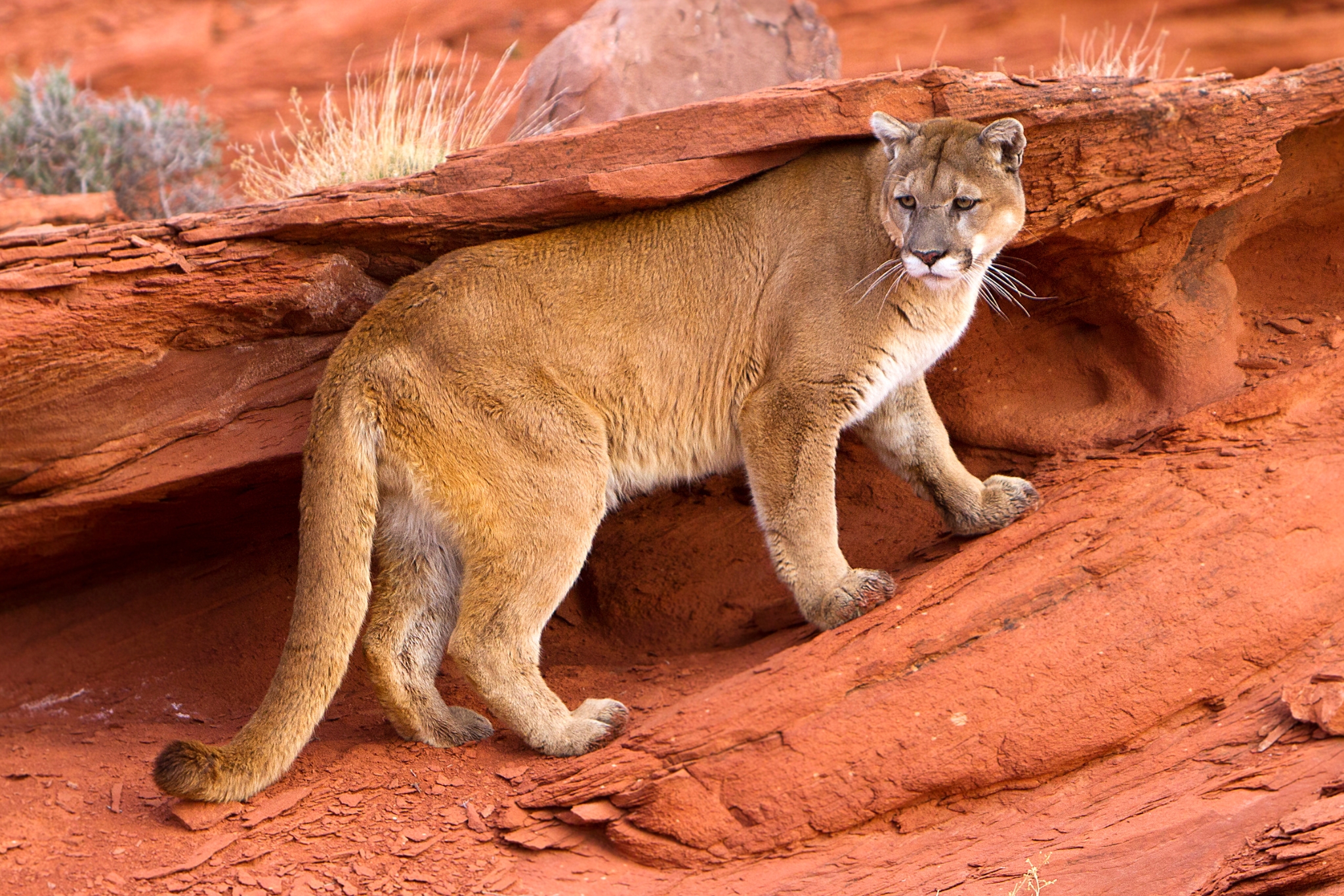 Mountain lion Puma concolor resting in natural habitat