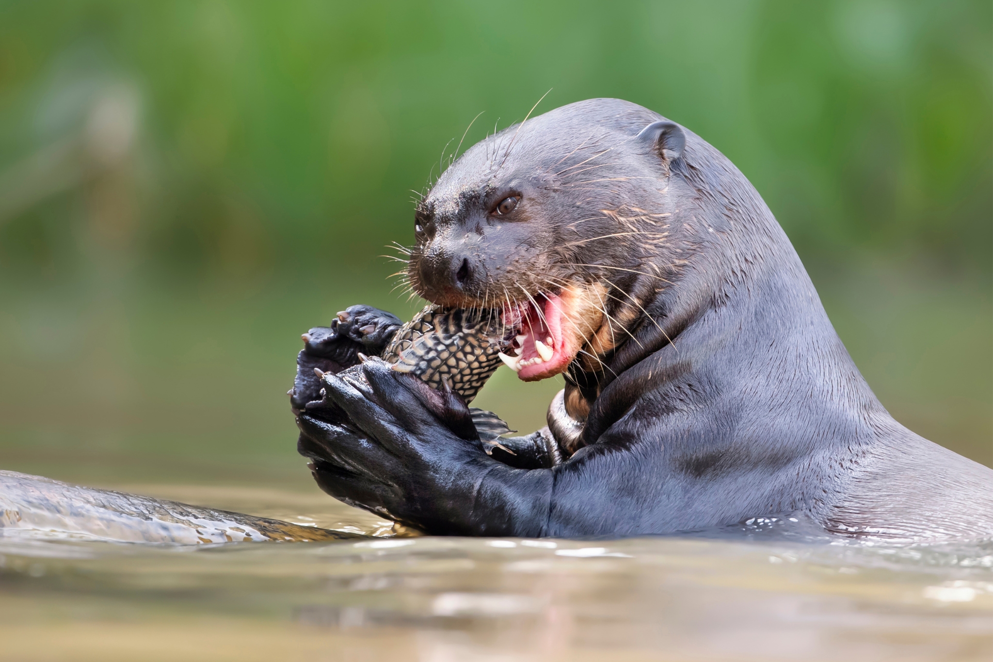 Do Giant Otters Still Exist? The Precarious Survival of the Amazon's River Wolf