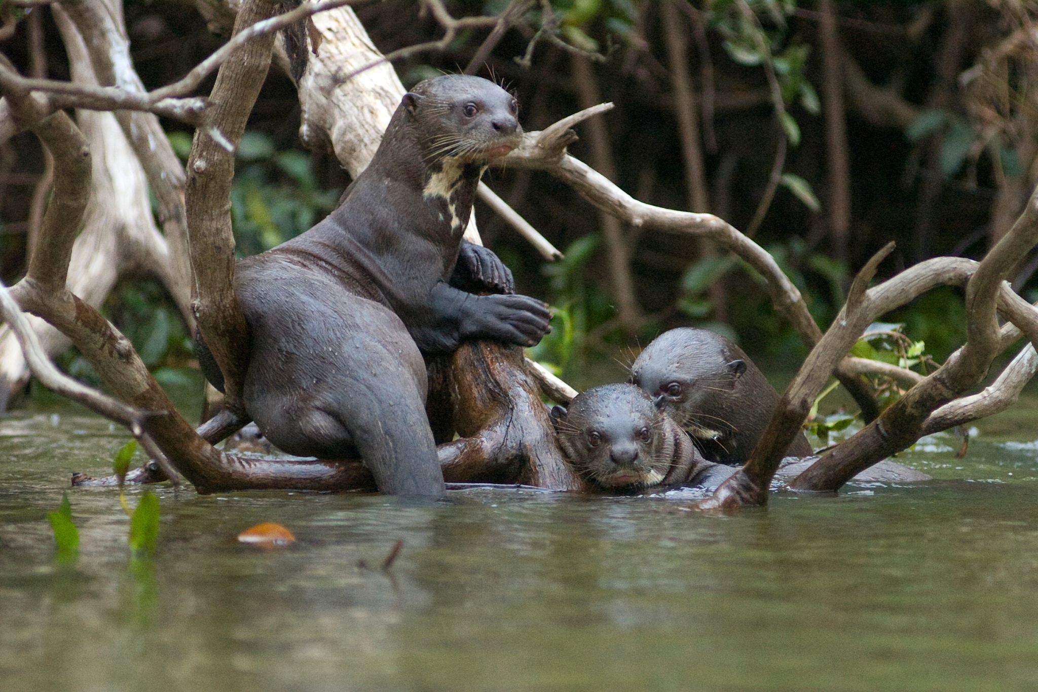 Giant otter Pteronura brasiliensis in the Amazon river system