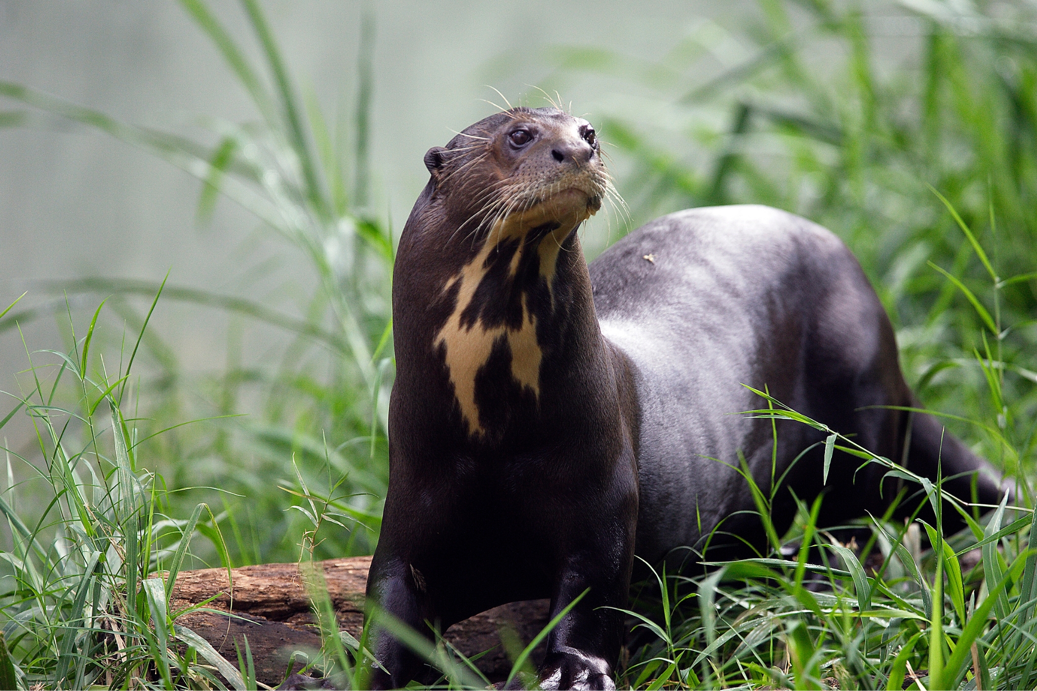 Giant otter Pteronura brasiliensis in the Amazon river system