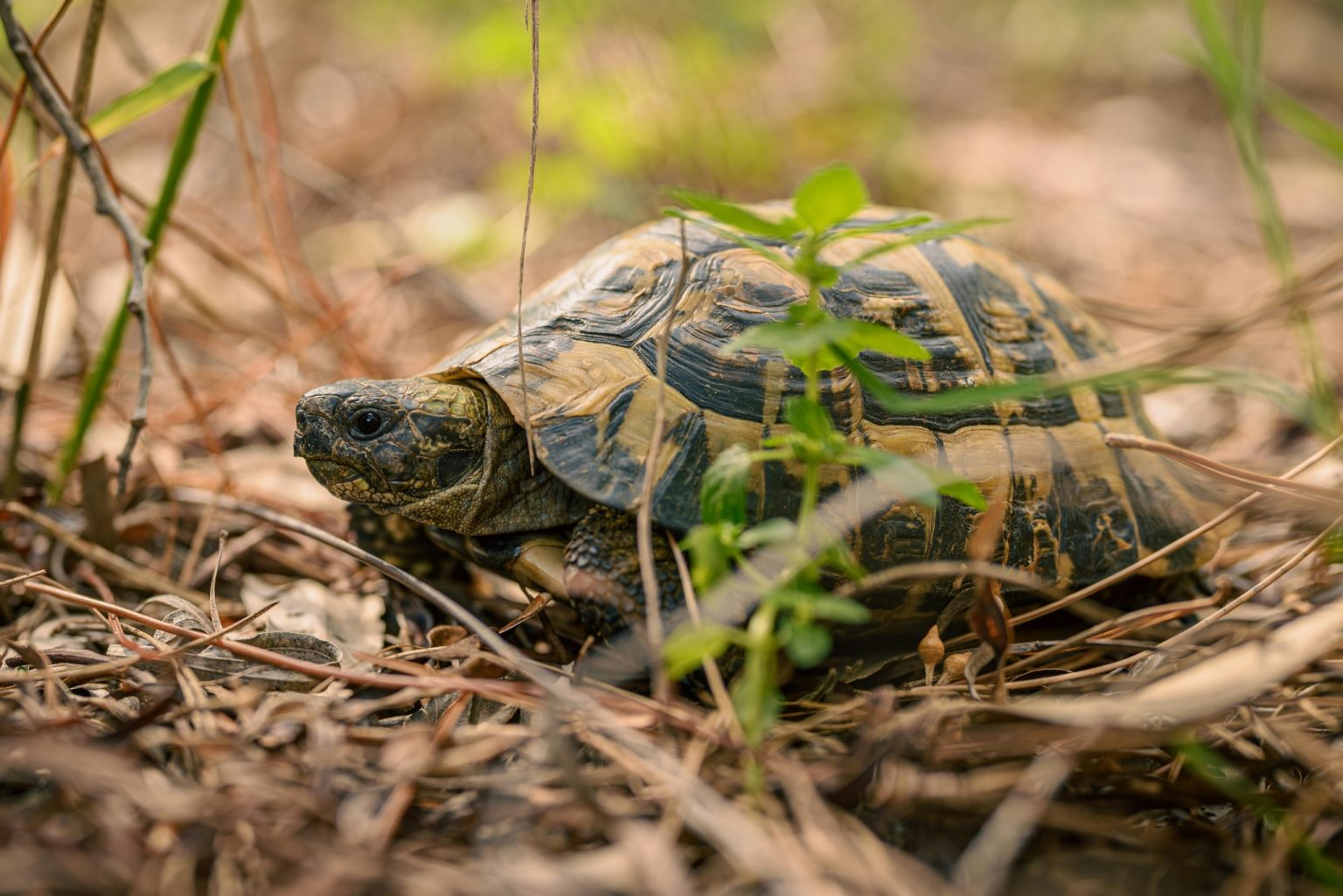 Best Substrates for Hermann's Tortoises: Your Complete Guide to Getting ...