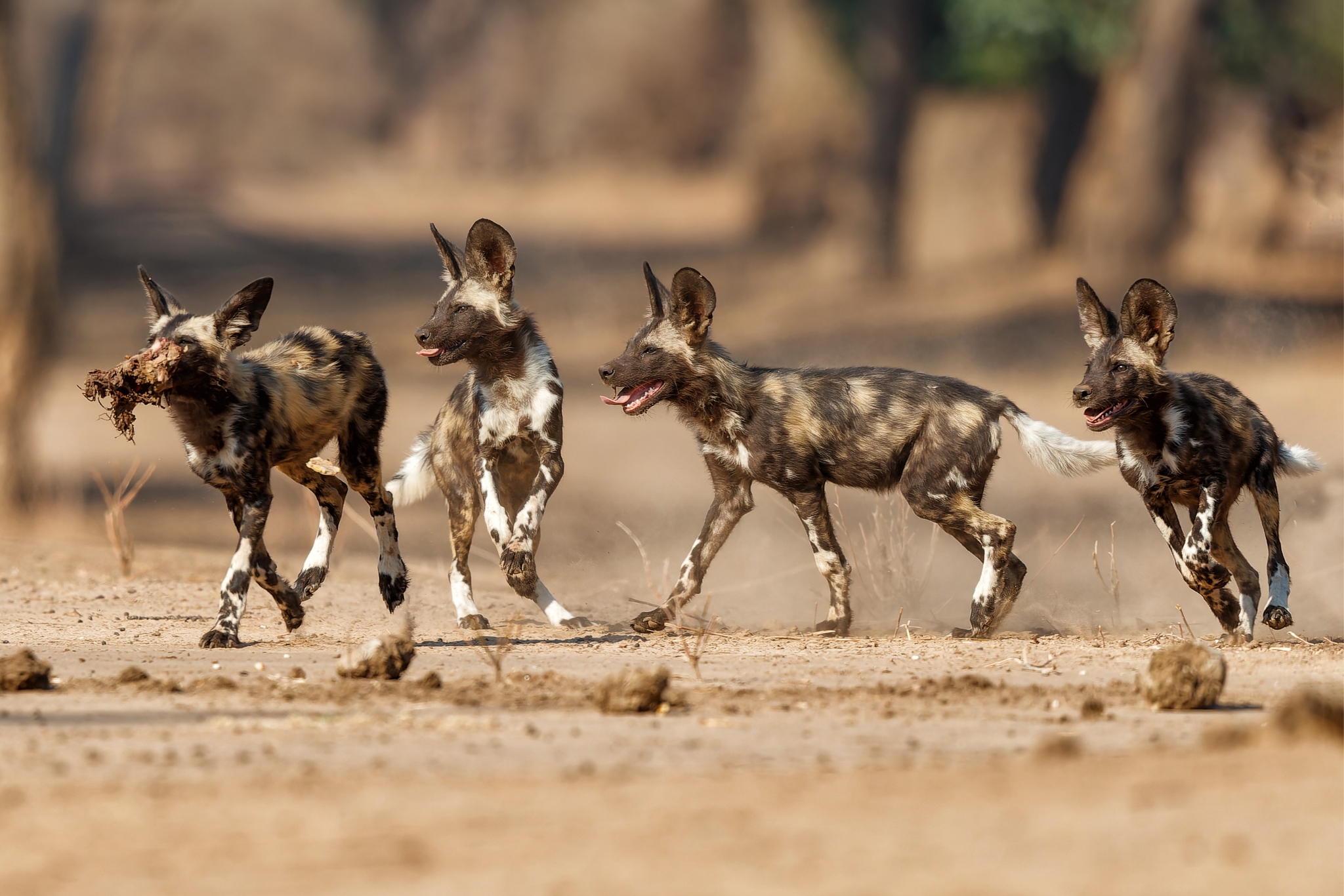 Can African Wild Dogs Be Domesticated? Here's What the Science Actually Says