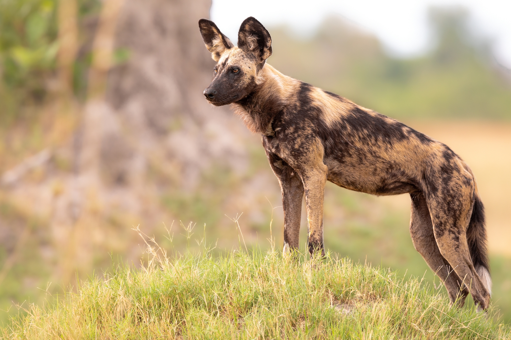 African wild dog Lycaon pictus running across the African savanna