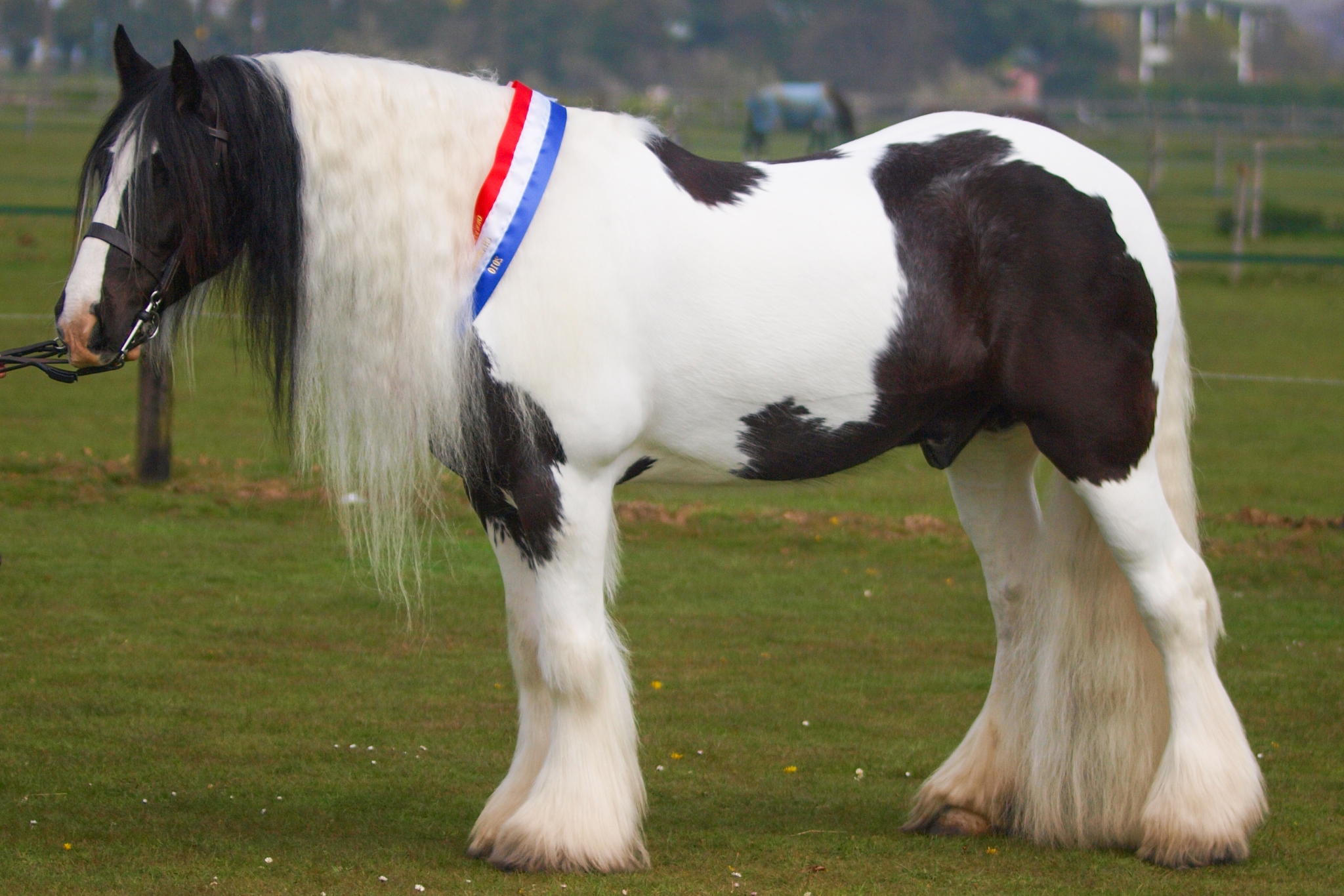 Gypsy Vanner horse with flowing feathers and luxurious mane