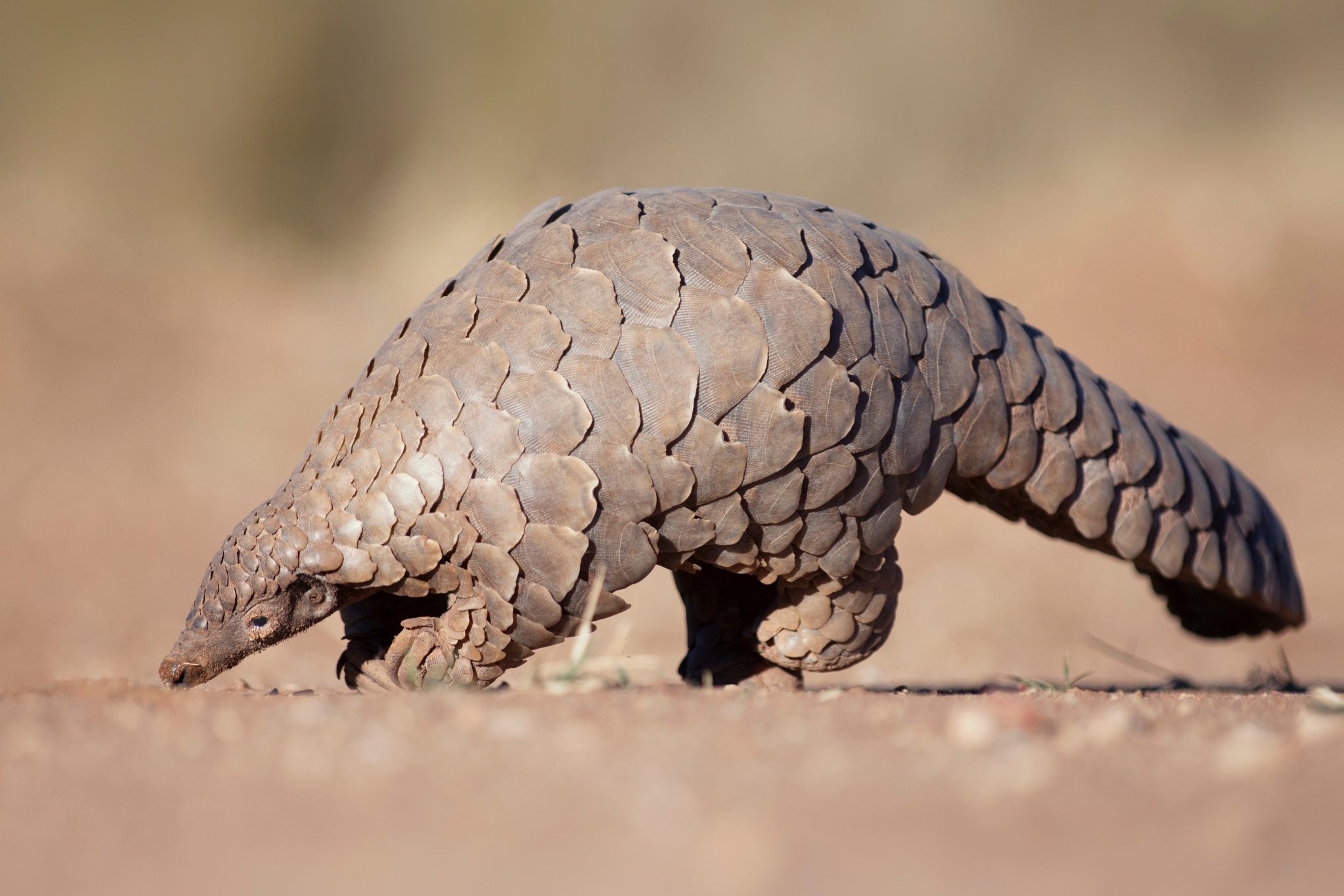 pangolin