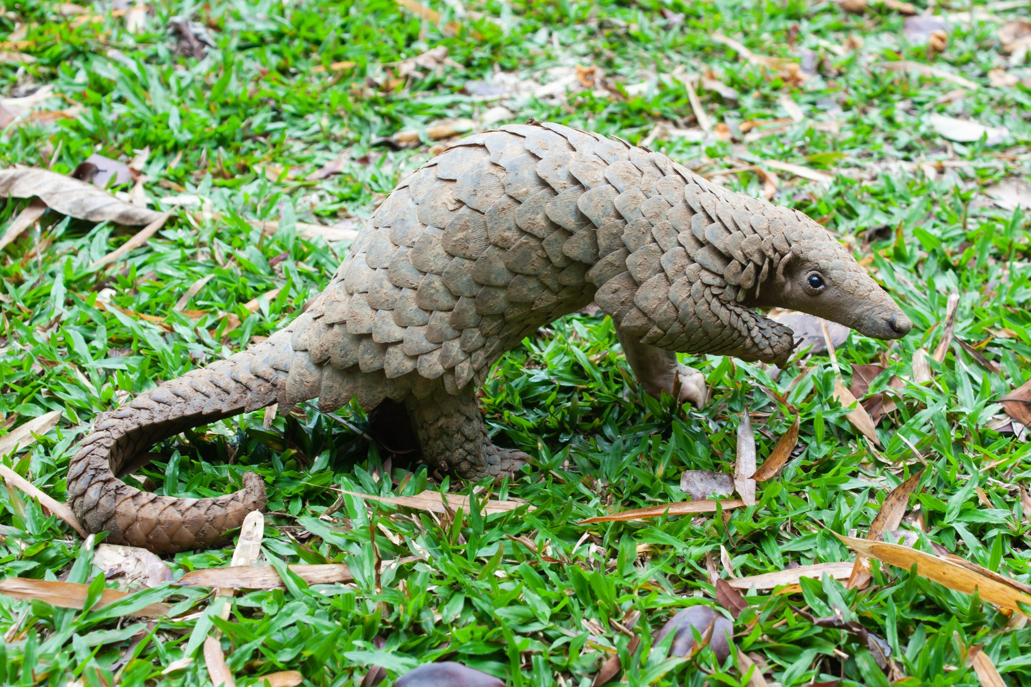 Pangolin Order Pholidota — the world's most trafficked mammal