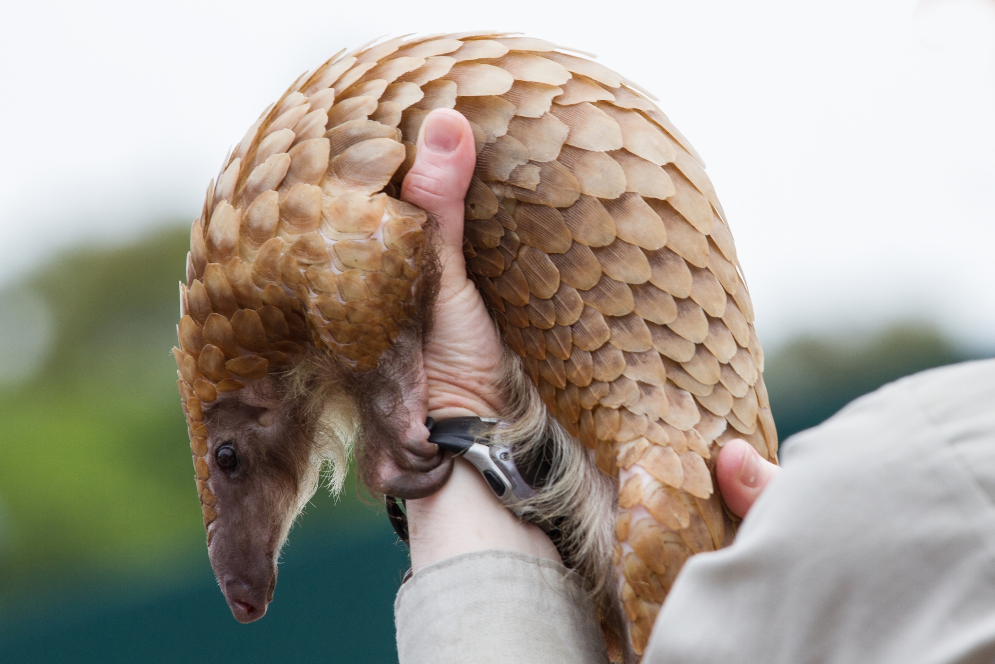 Pangolin in the wild — the world's most trafficked mammal