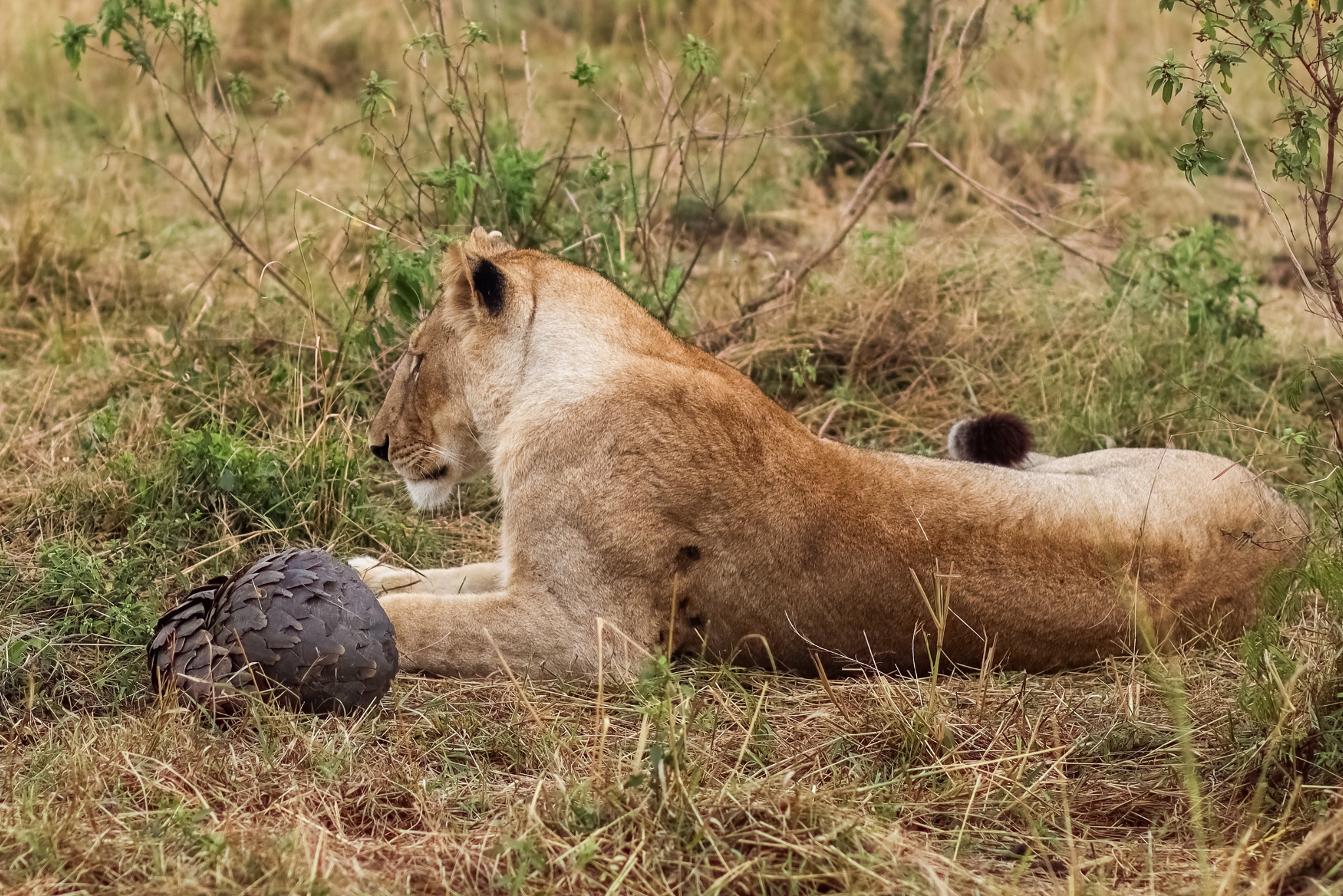 Pangolin scales — natural armour strong enough to deter lions and hyenas