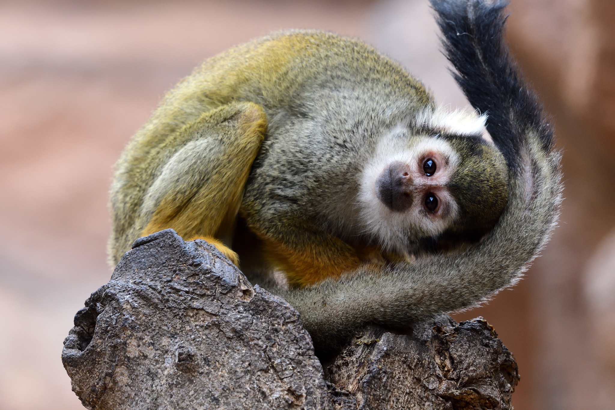 How Long Do Squirrel Monkeys Live?