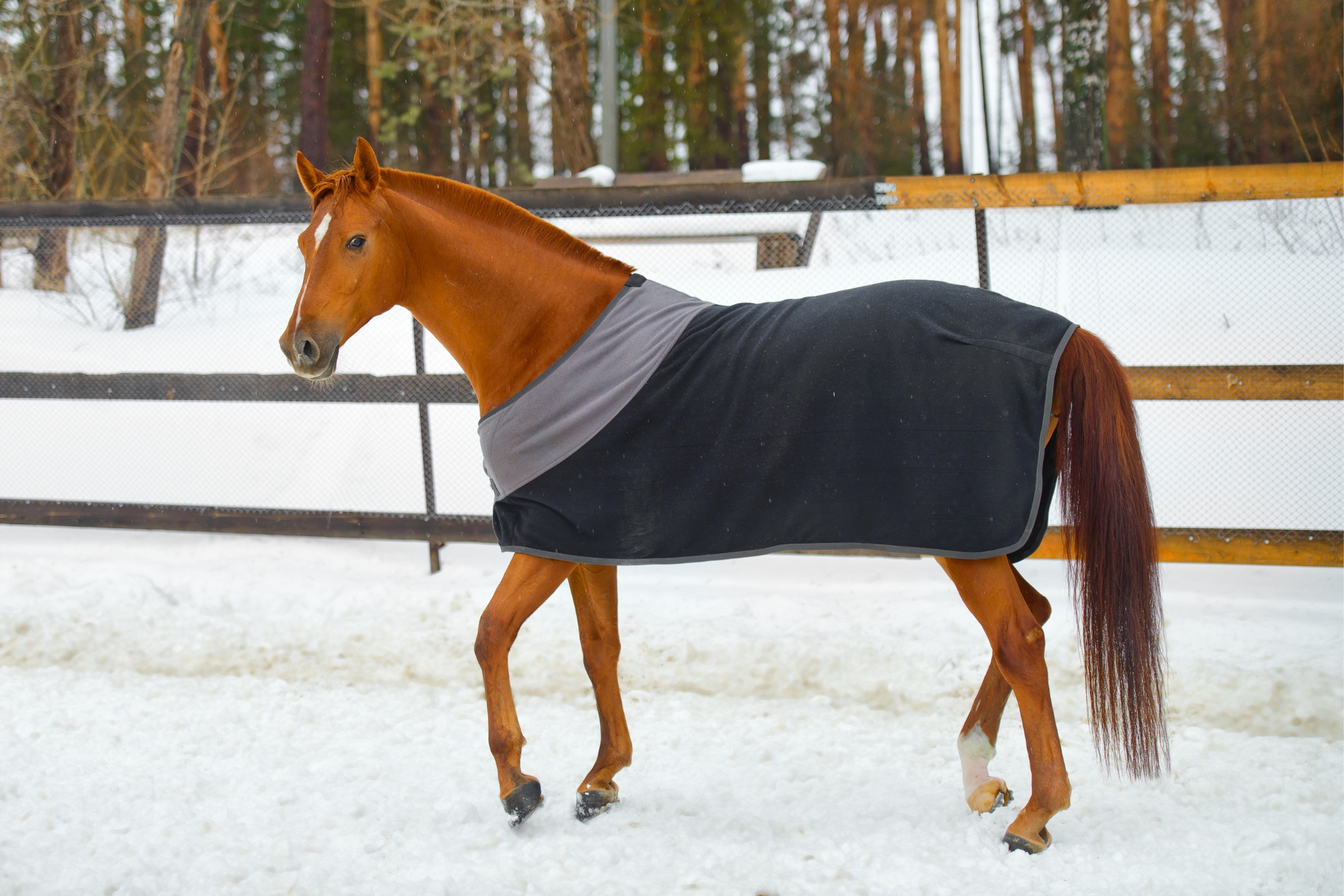 Horse in cold weather