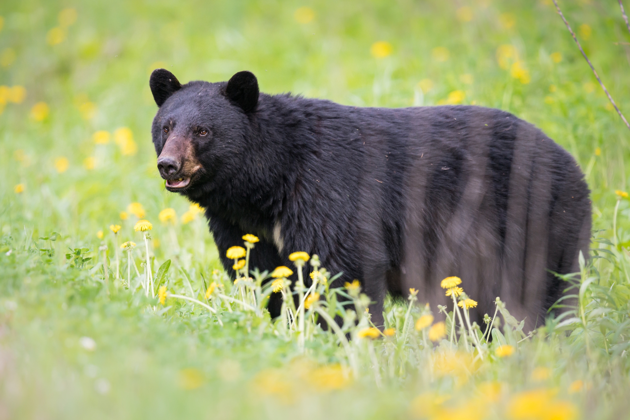 Are Black Bears Dangerous? What You Actually Need to Know Before Your Next Adventure