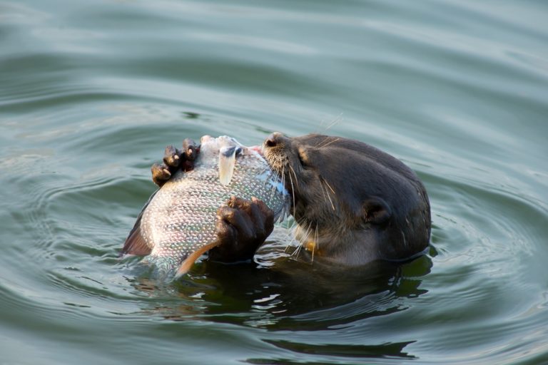 Smooth-Coated Otter Behavior Explained: What Their Actions Really Mean