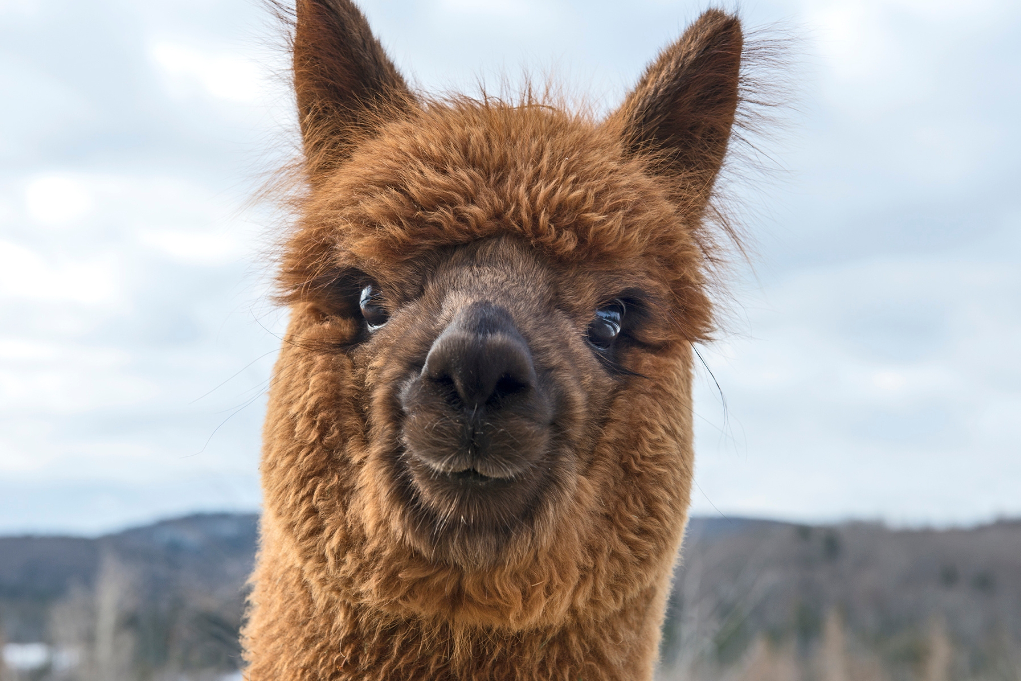 Llama vs. Alpaca: Which Makes a Better Pet?