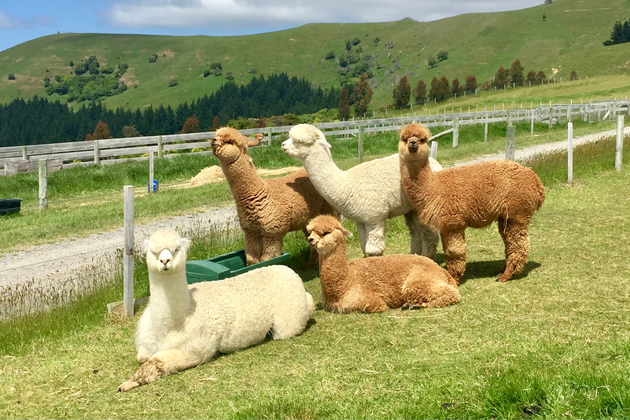 An alpaca with a fluffy fiber coat