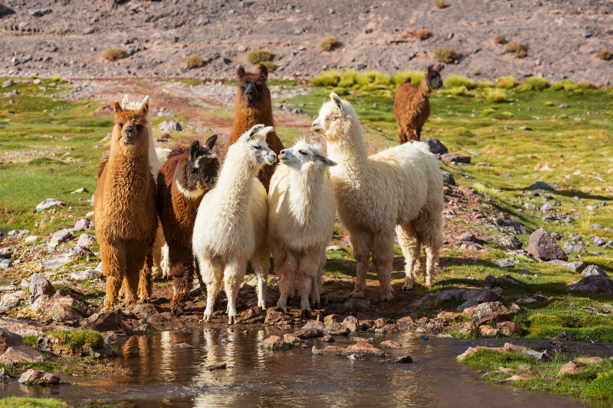 A llama standing in a mountain pasture
