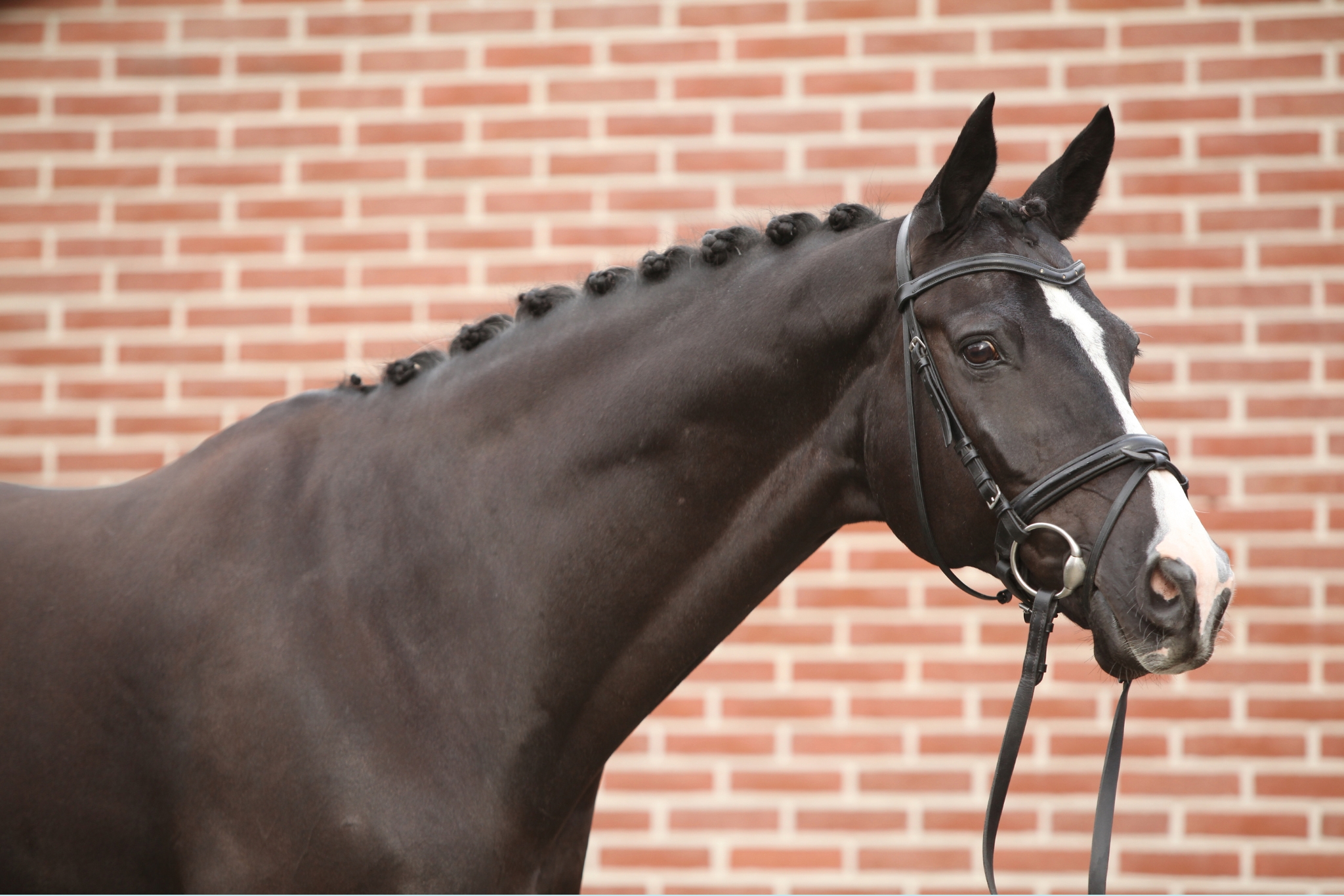 Dutch Warmblood horse showing its athletic build and powerful movement