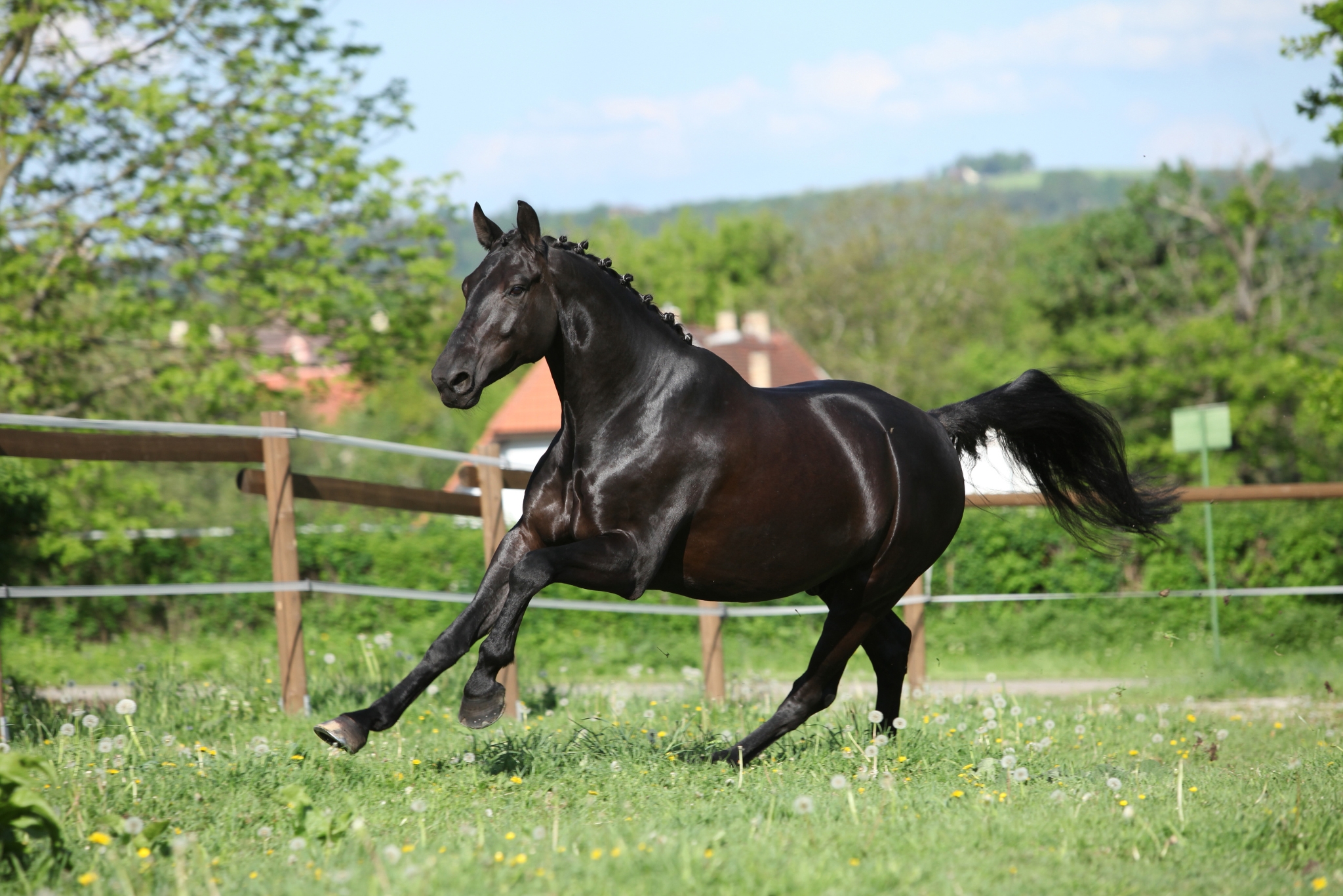 Dutch Warmblood Horse Breed Guide: Everything You Need to Know About the KWPN