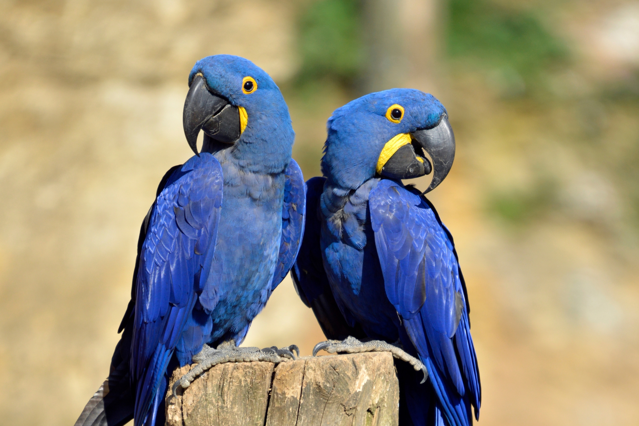 The Good, Bad, and Ugly Truth About Owning a Hyacinth Macaw