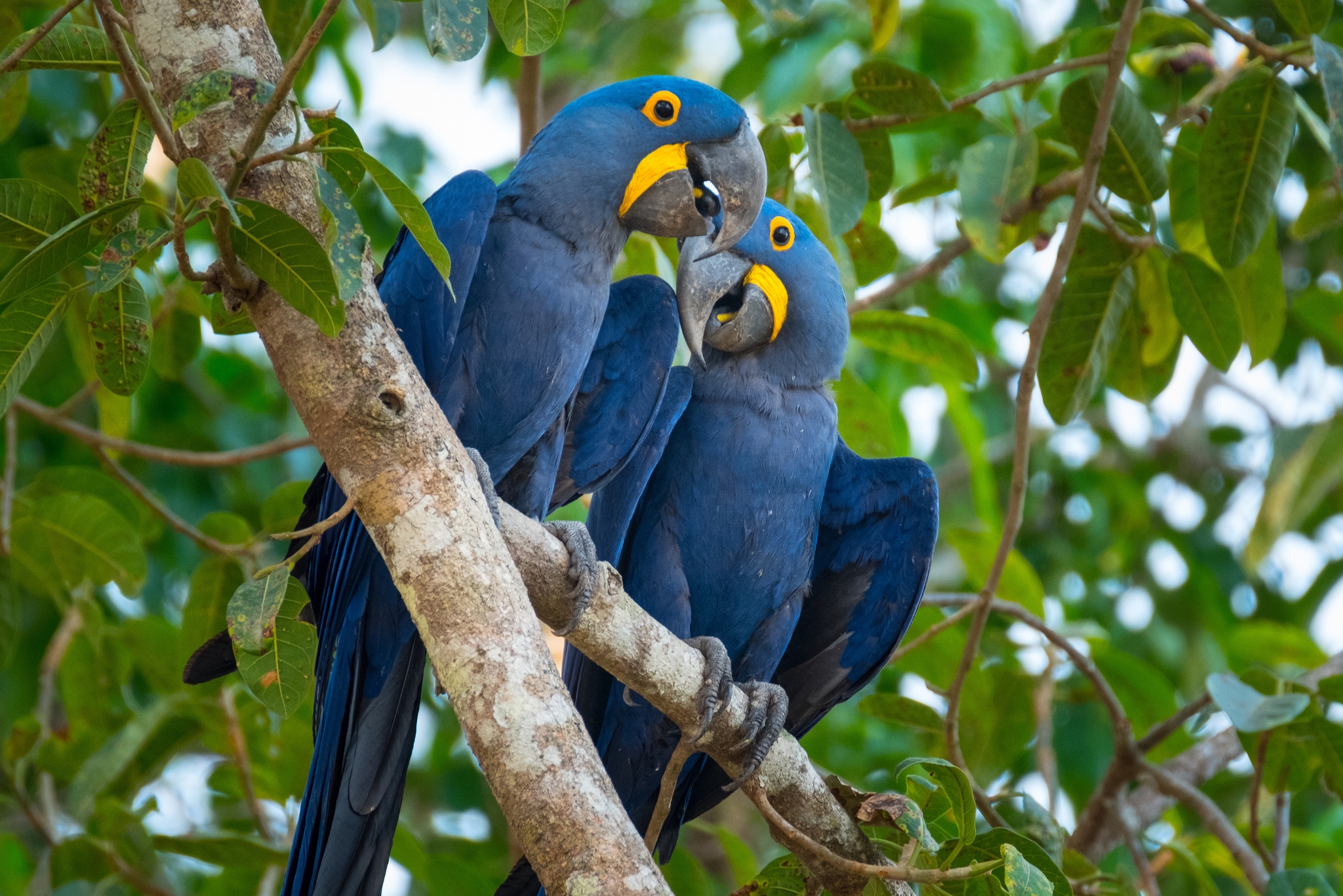 Hyacinth Macaw — the world's largest parrot