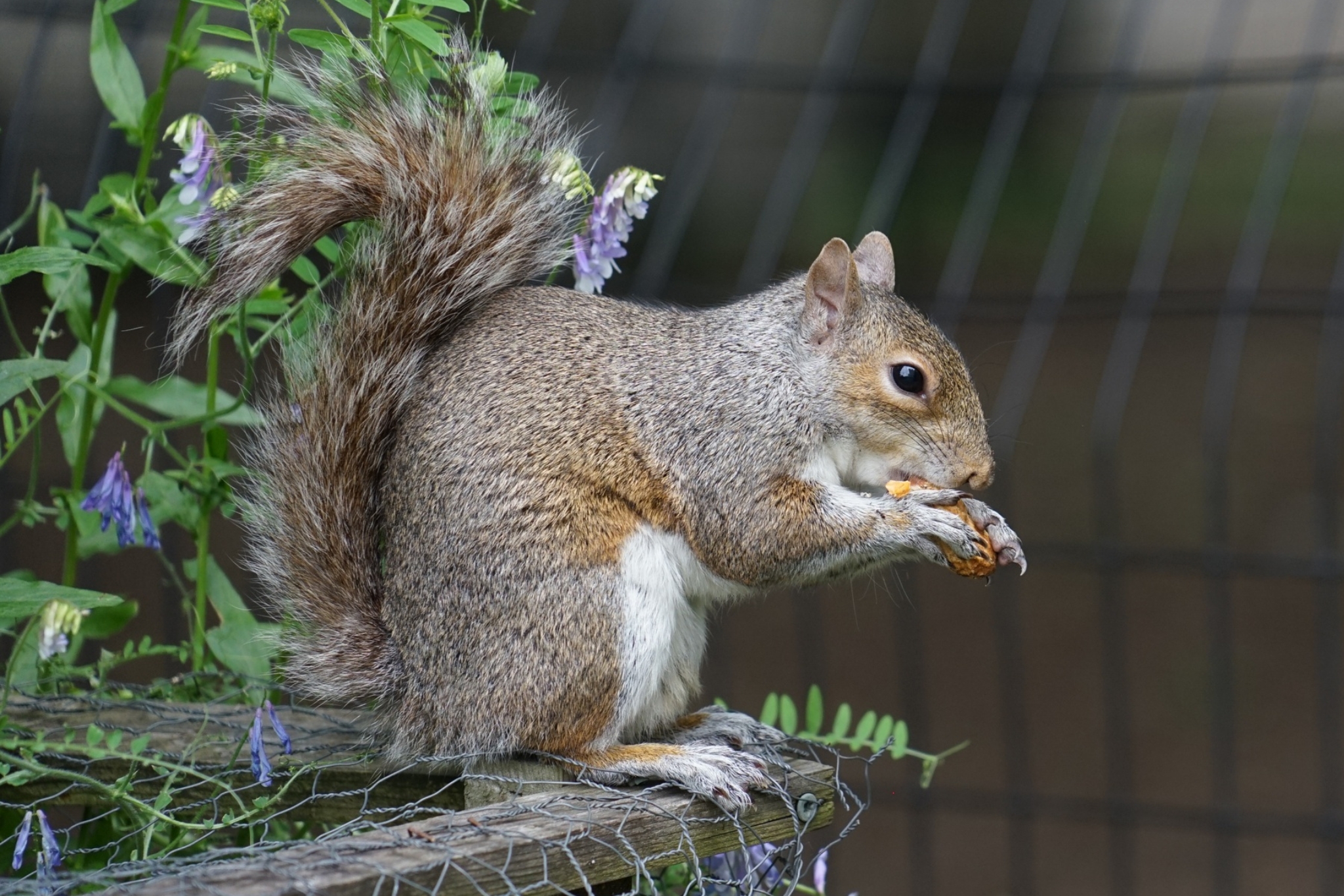 Pet Squirrel Lifespan: Why Captive Squirrels Live 3x Longer Than Wild Ones