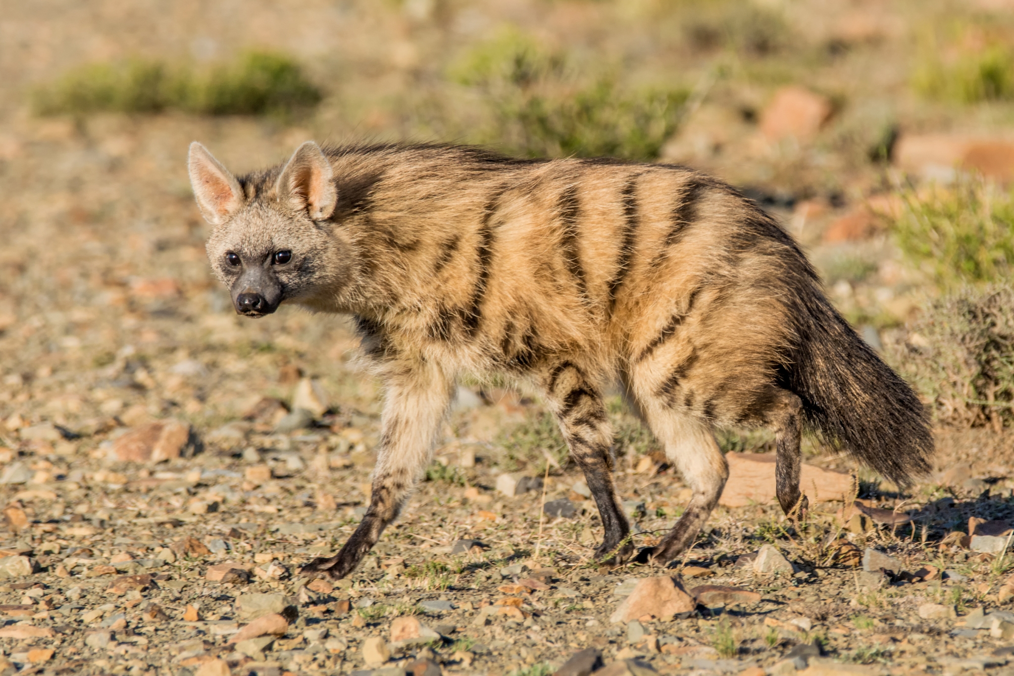 Are Aardwolves Dangerous Pets? The Truth Experts Don't Want You to Ignore