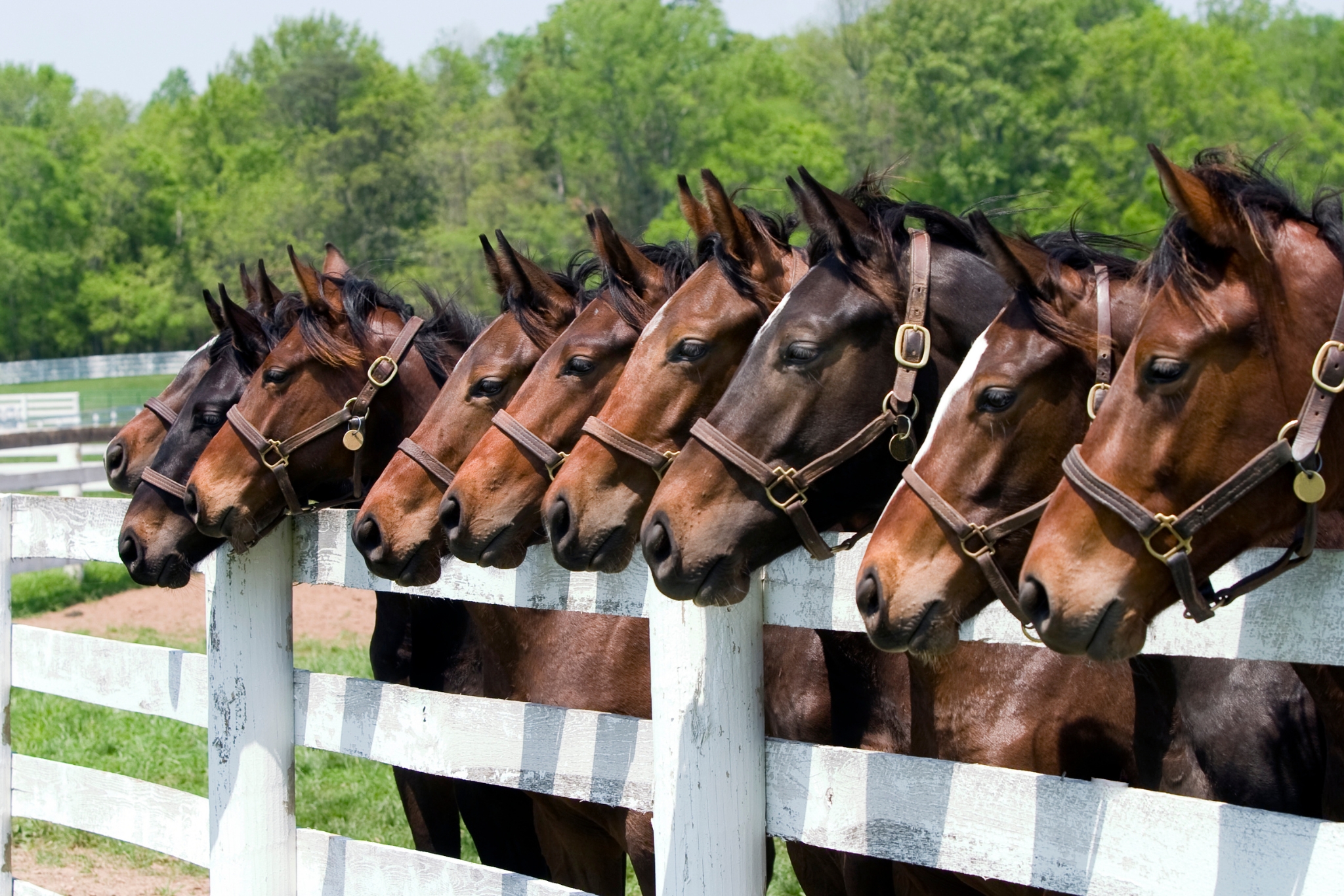The Best US States for Equestrians: Where to Ride, Board, and Build Your Horse Life