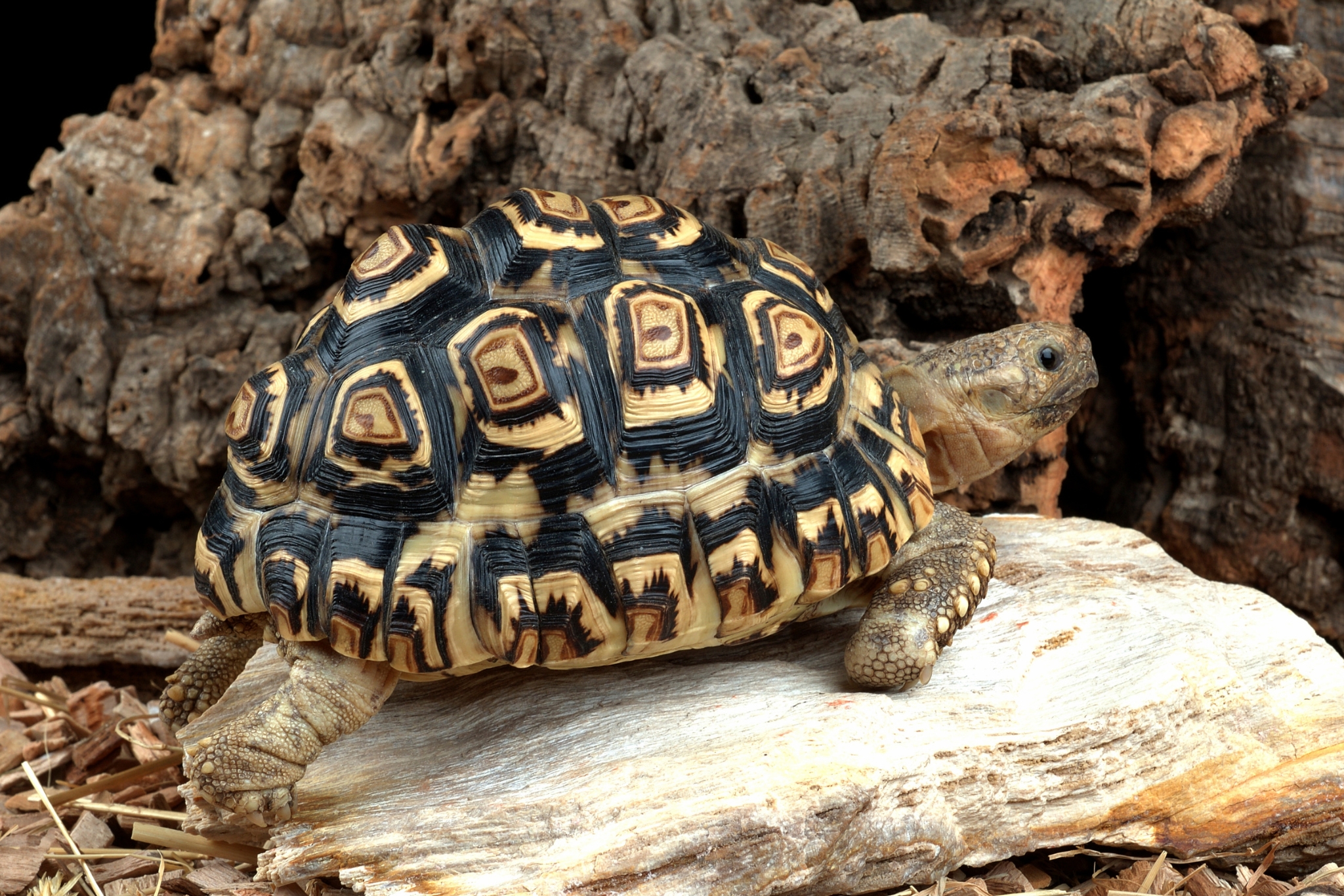 You've Been Feeding Your Leopard Tortoise Wrong—Here's What They Actually Need