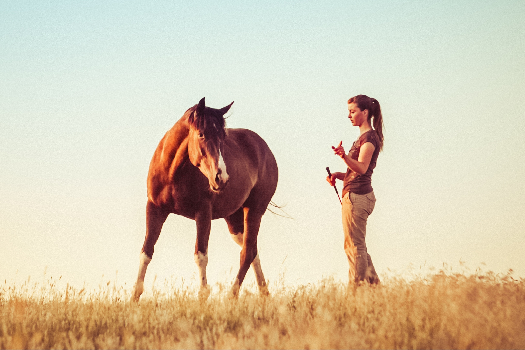 How to Start Liberty Training Your Horse: A Complete Beginner's Guide