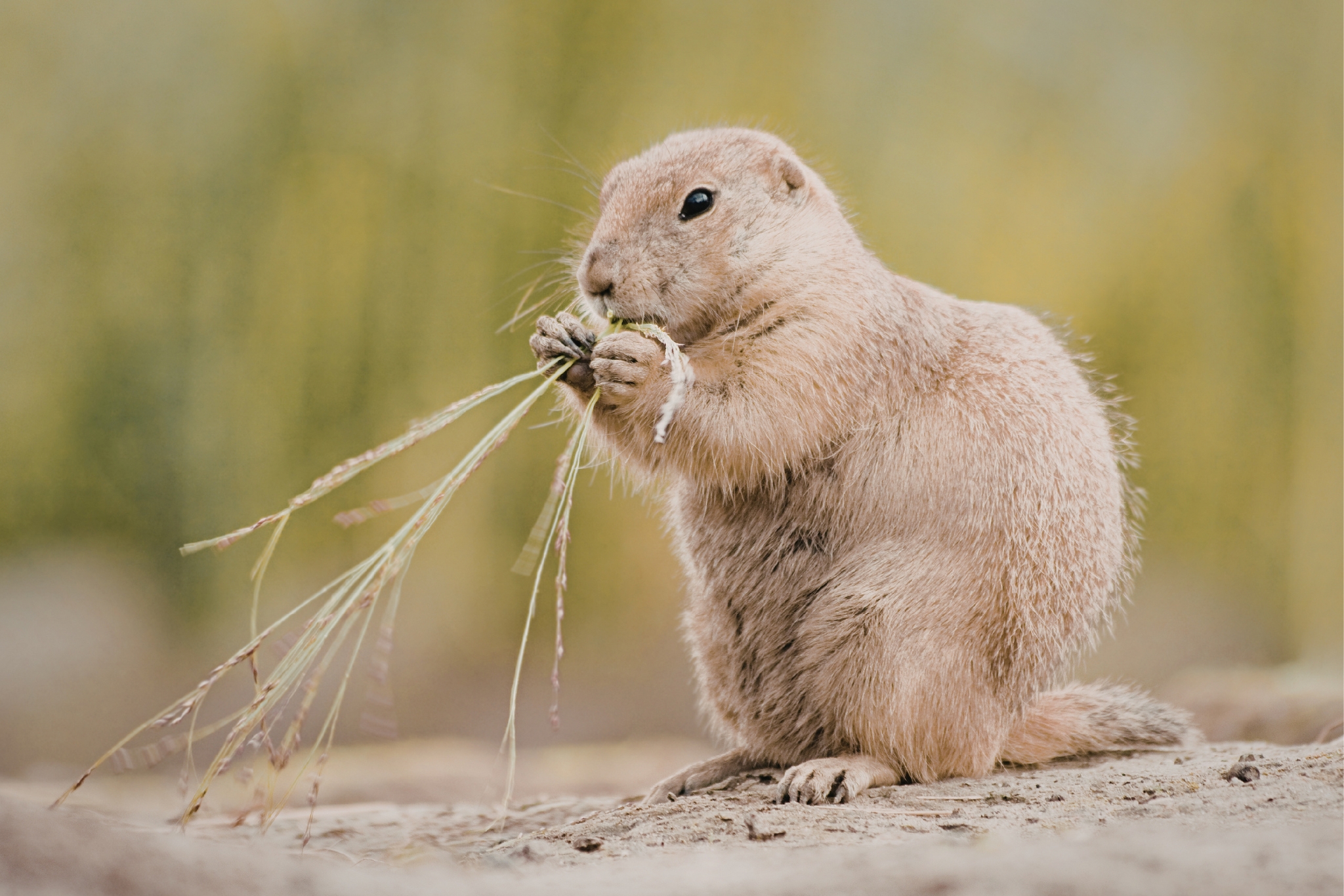 Pet Prairie Dog Care: 10 Things Every Owner Needs to Know