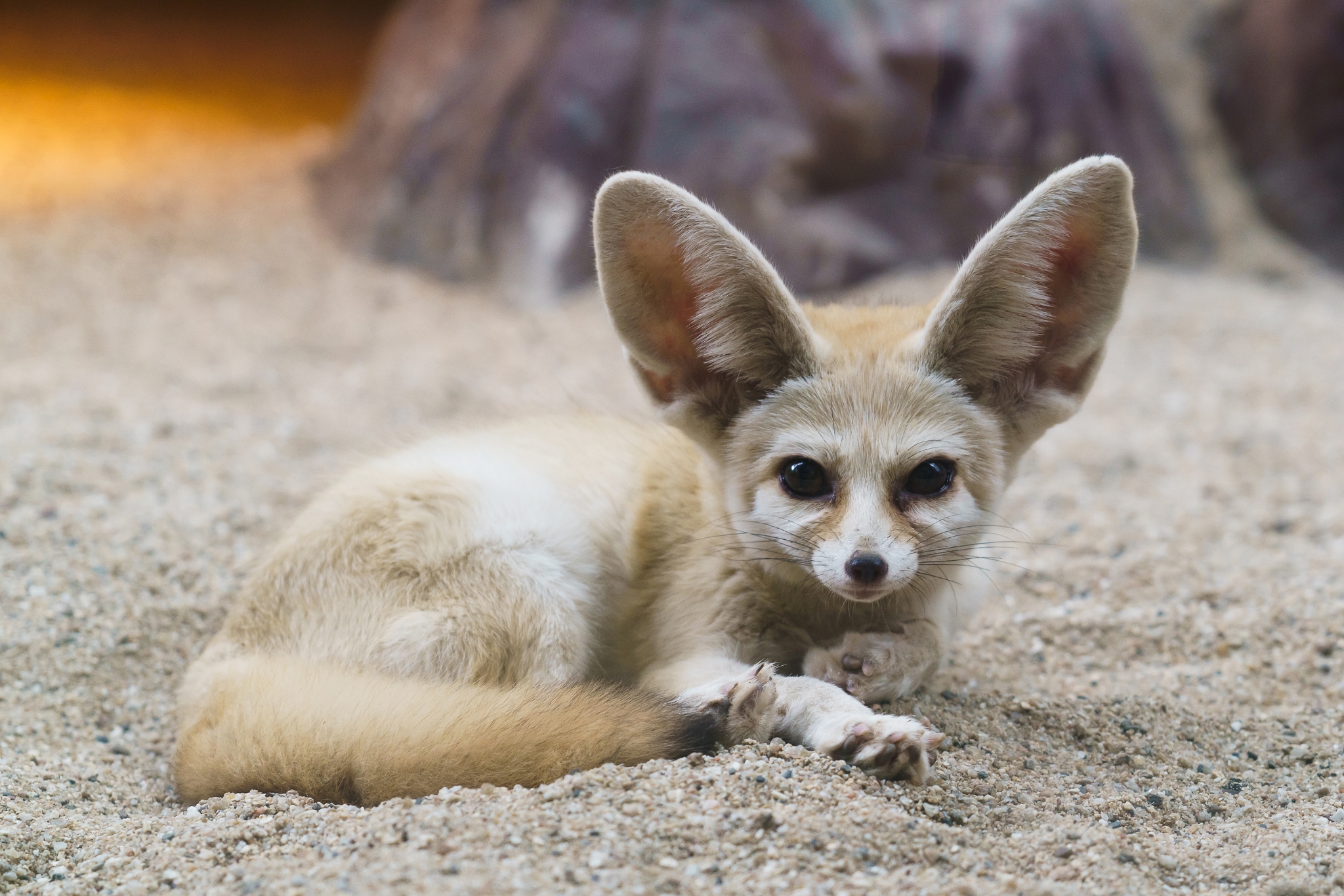 Are Fennec Foxes Legal in New York? State Law vs. NYC Rules Explained