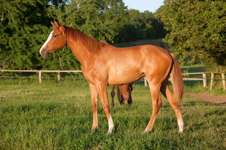 Top Groundwork Exercises for Yearlings: Building a Foundation for a Lifelong Partnership