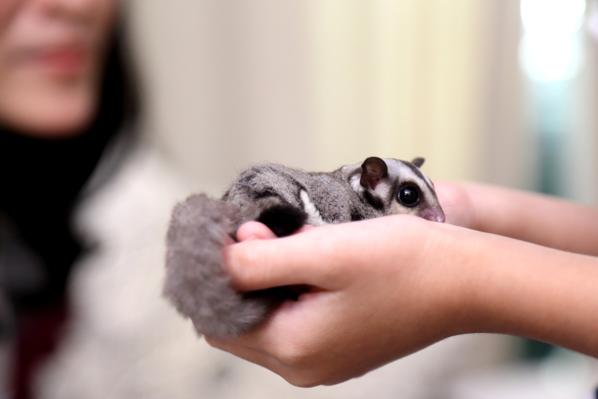 Do Sugar Gliders Make Noise? What Owners Should Expect