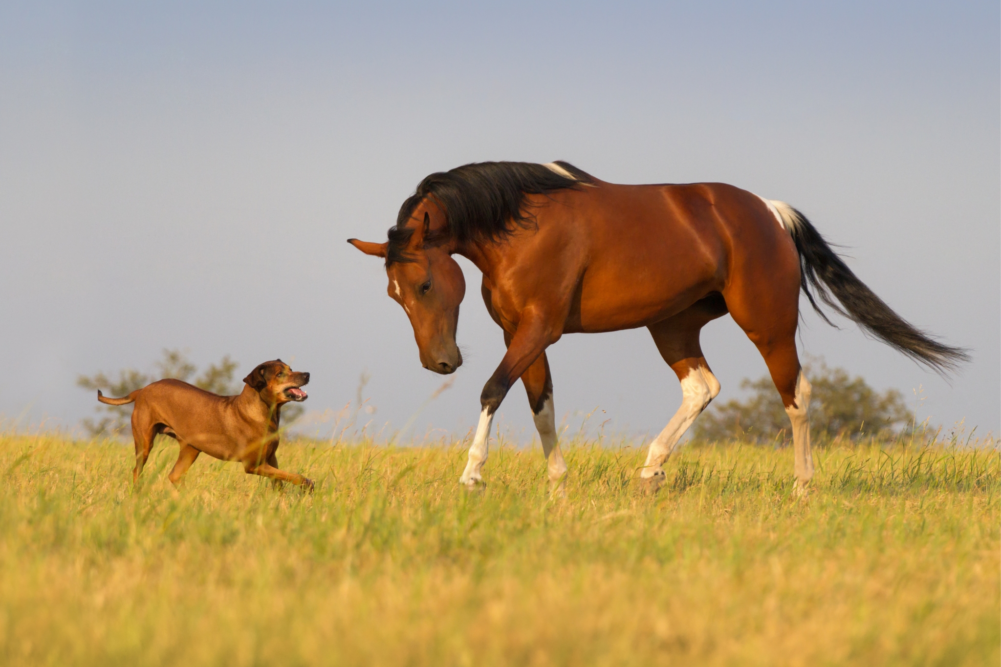 Can Dogs and Horses Live Together Safely? Here's 10 Things You Need to Know